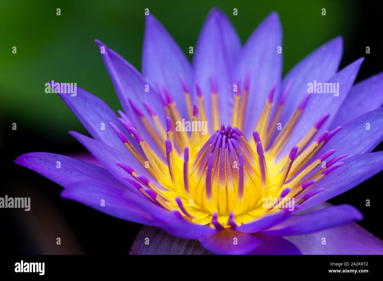 La coordination des couleurs dans la nature : les couleurs complémentaires en couleur bleu et jaune, les fleurs du Lotus Bleu semblent être allumé de l'intérieur Banque D'Images