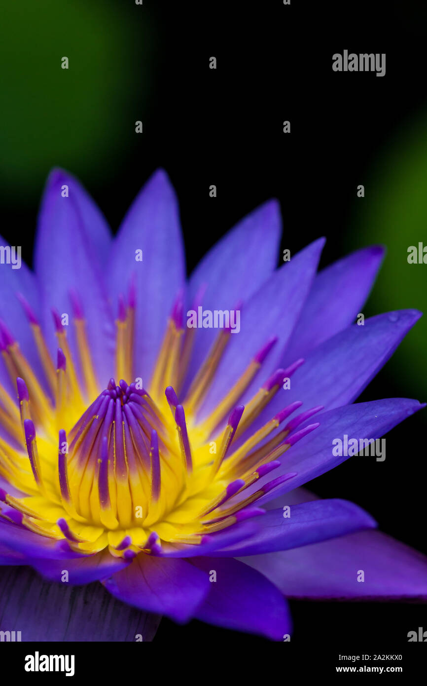 La coordination des couleurs dans la nature : les couleurs complémentaires en couleur bleu et jaune, les fleurs du Lotus Bleu semblent être allumé de l'intérieur Banque D'Images