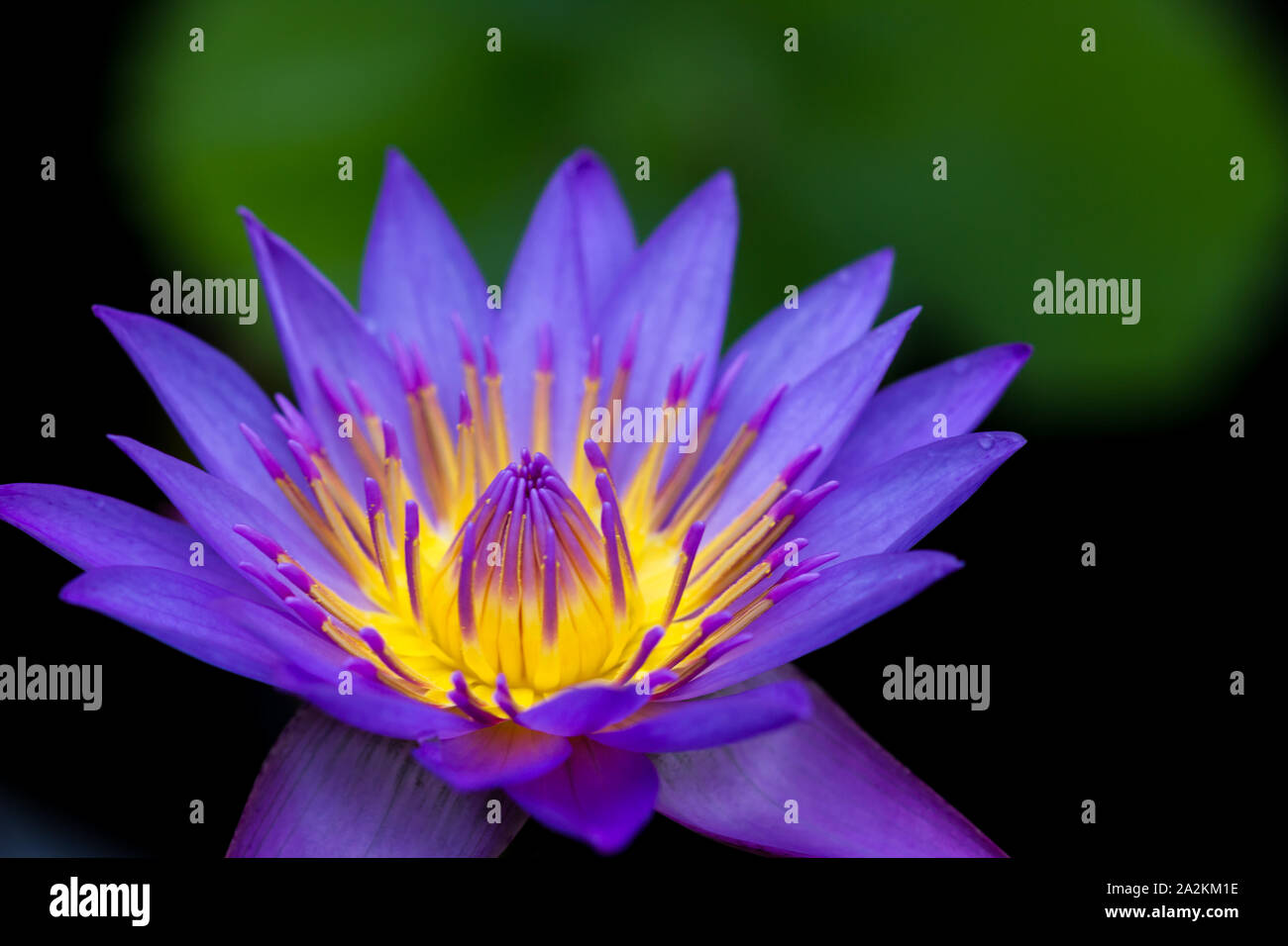 La coordination des couleurs dans la nature : les couleurs complémentaires en couleur bleu et jaune, les fleurs du Lotus Bleu semblent être allumé de l'intérieur Banque D'Images
