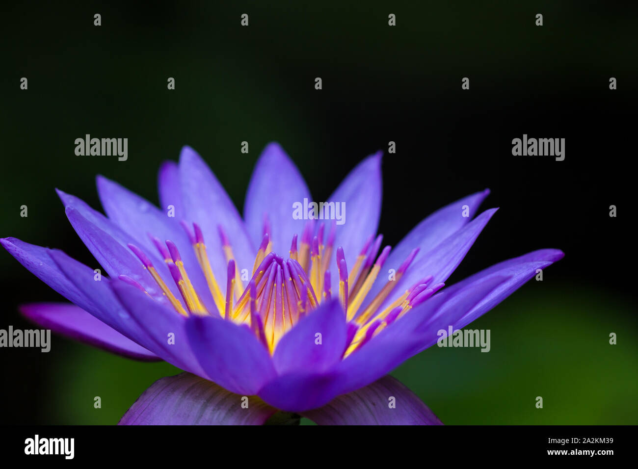 La coordination des couleurs dans la nature : les couleurs complémentaires en couleur bleu et jaune, les fleurs du Lotus Bleu semblent être allumé de l'intérieur Banque D'Images