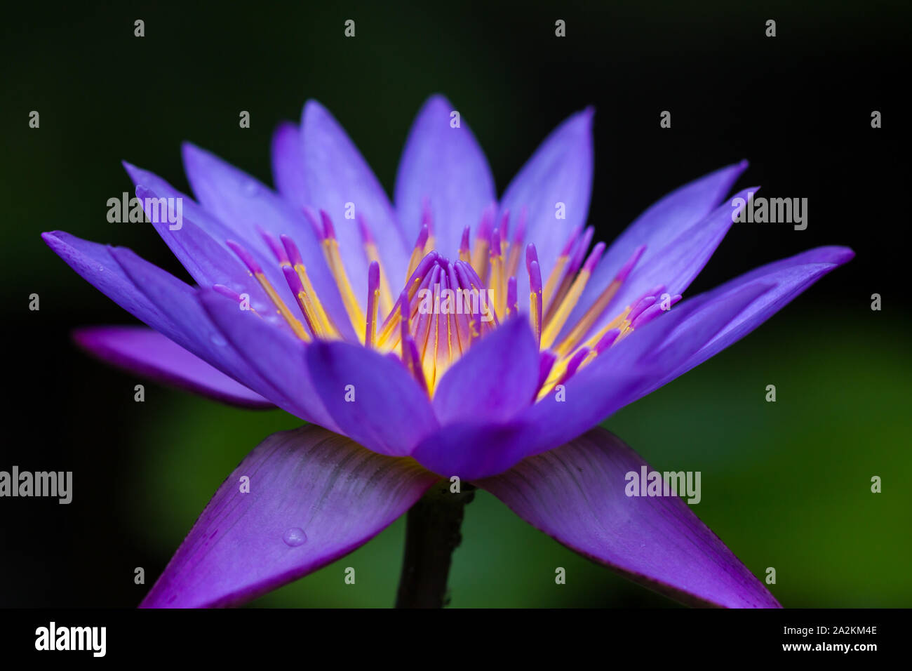 La coordination des couleurs dans la nature : les couleurs complémentaires en couleur bleu et jaune, les fleurs du Lotus Bleu semblent être allumé de l'intérieur Banque D'Images