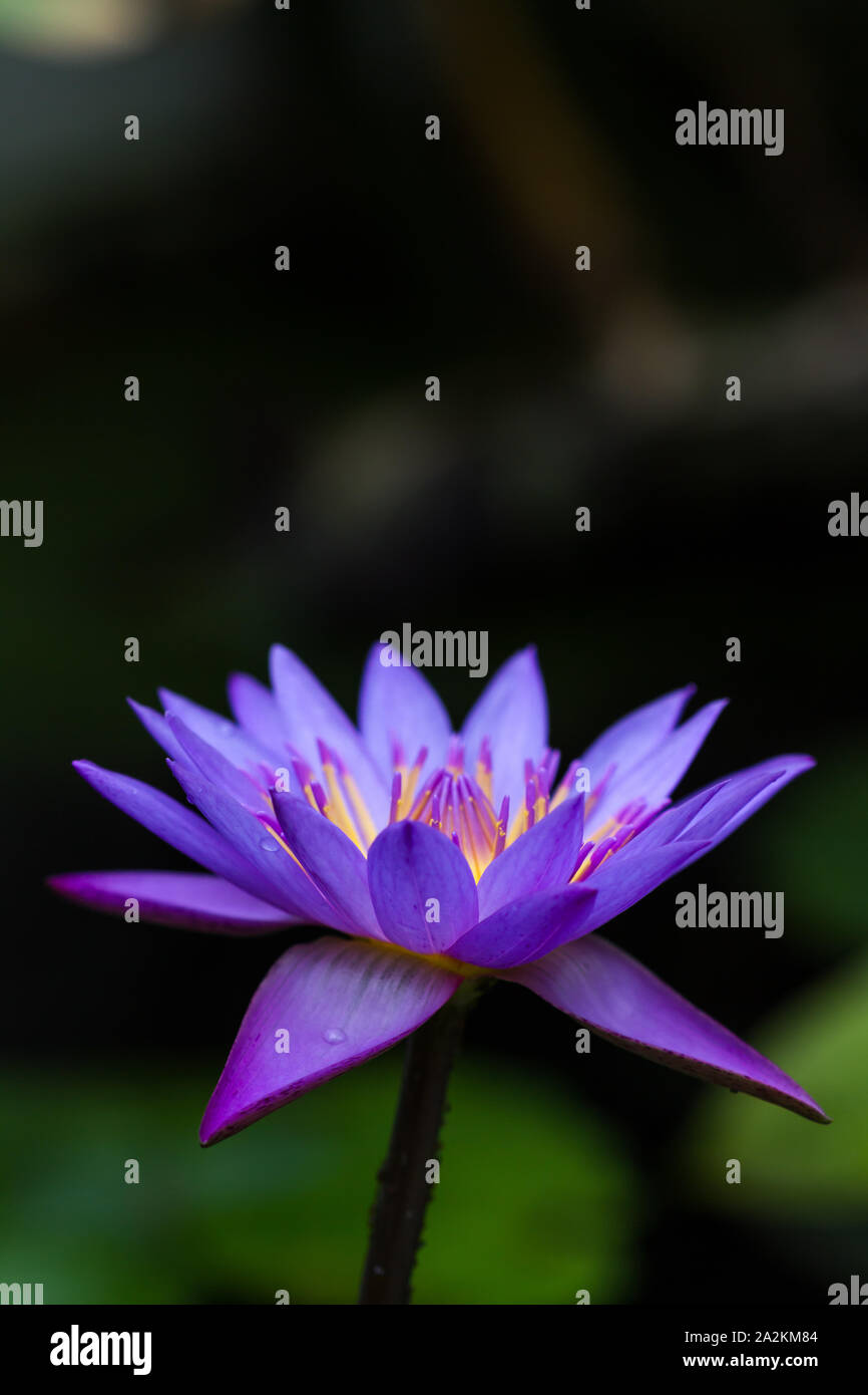 La coordination des couleurs dans la nature : les couleurs complémentaires en couleur bleu et jaune, les fleurs du Lotus Bleu semblent être allumé de l'intérieur Banque D'Images