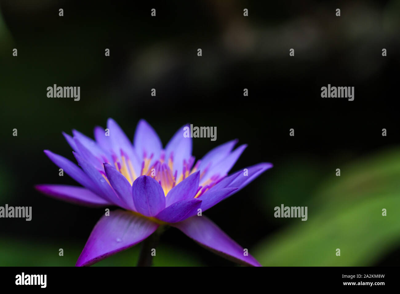 La coordination des couleurs dans la nature : les couleurs complémentaires en couleur bleu et jaune, les fleurs du Lotus Bleu semblent être allumé de l'intérieur Banque D'Images