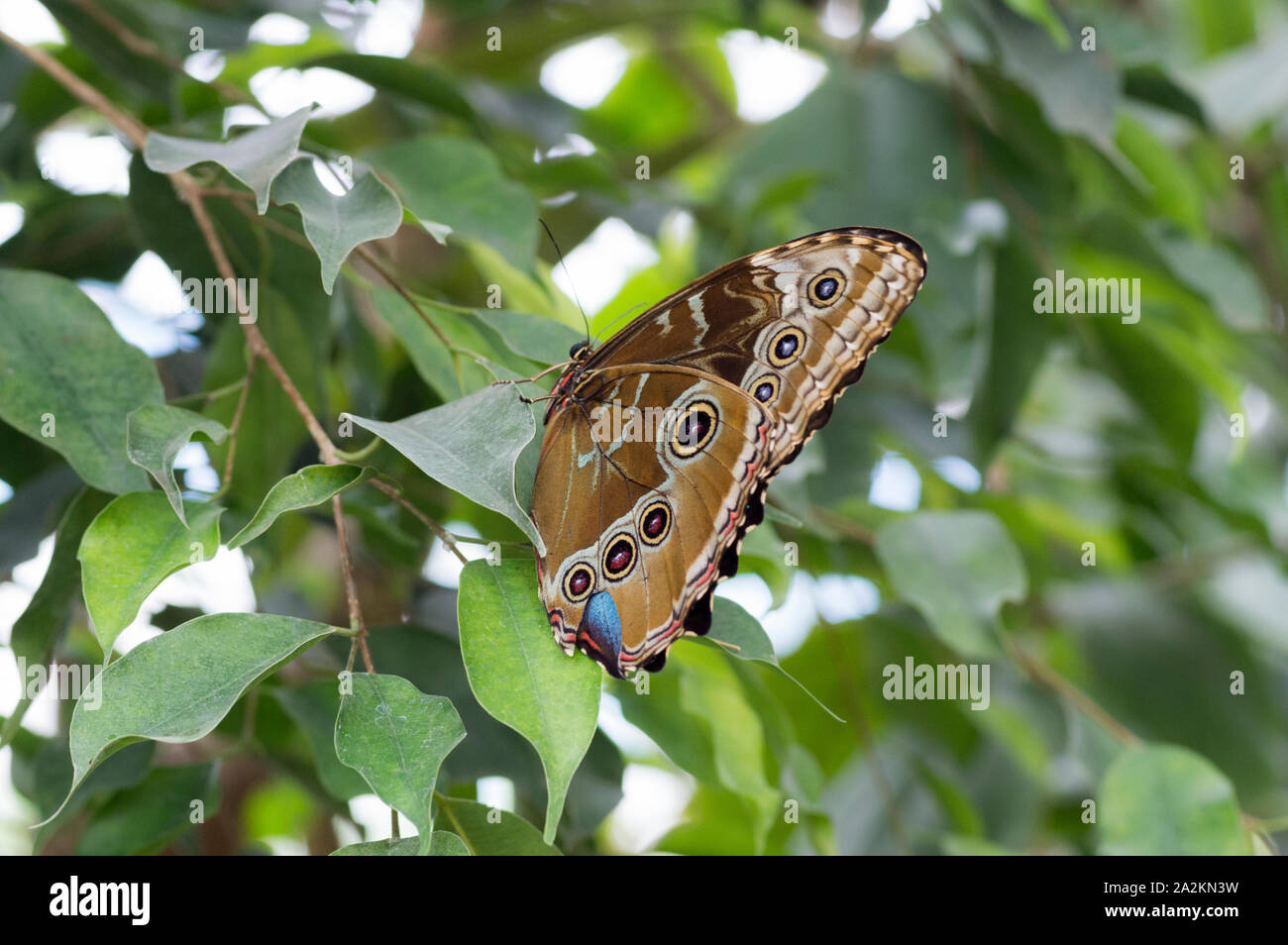 Papillon Bleu Morpho peleides Morpho () Banque D'Images