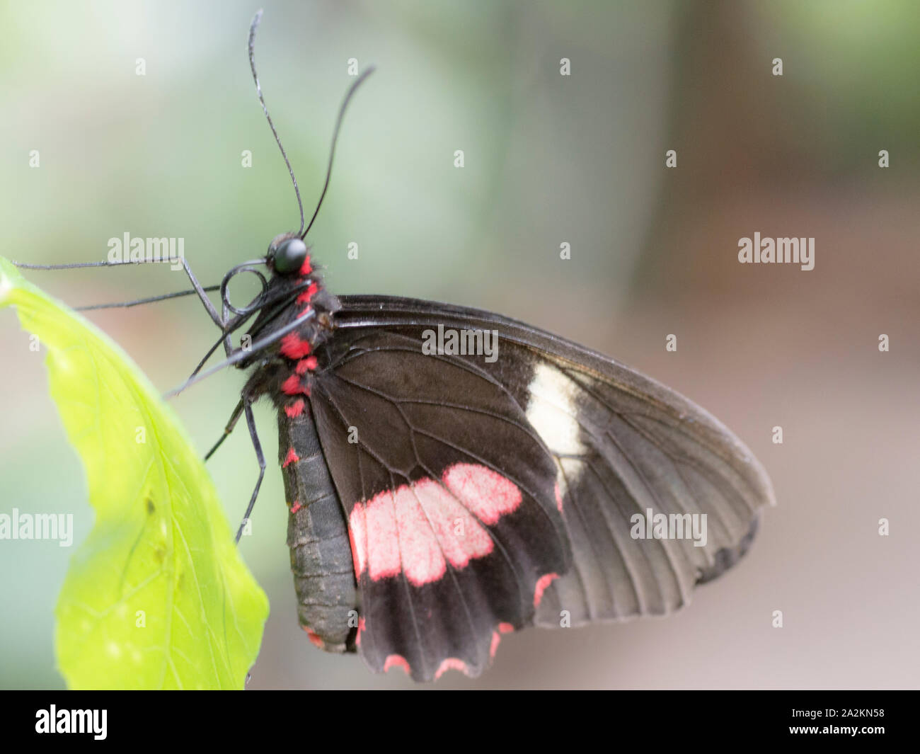 Transandean Cattleheart Cattleheart ou rose (Papillon Parides iphidamas) Banque D'Images