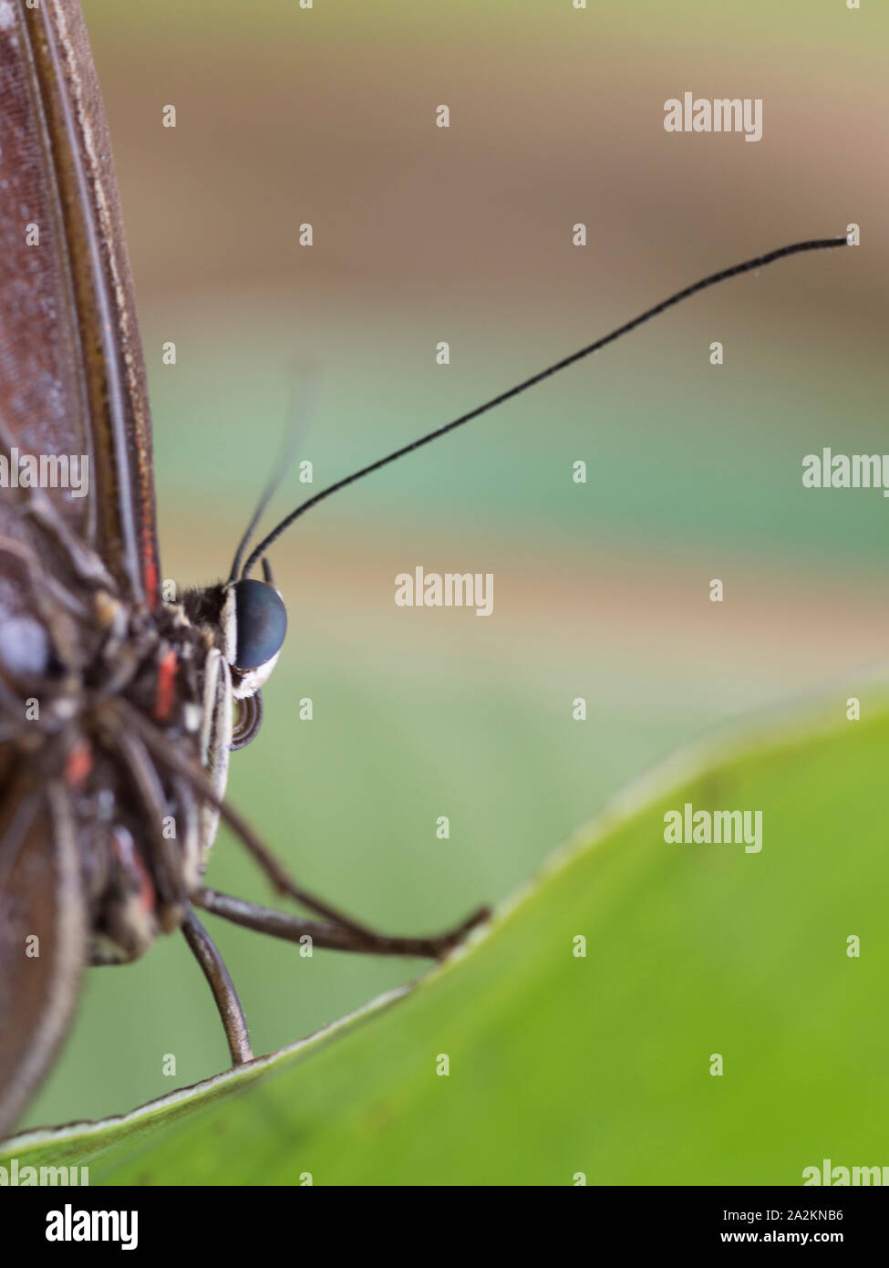 Papillon Bleu Morpho peleides Morpho () Banque D'Images