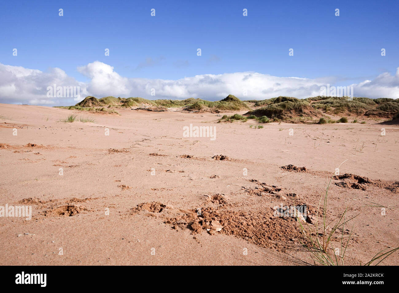 Dunes de sable à Balmeie Beach Aberdeen Banque D'Images