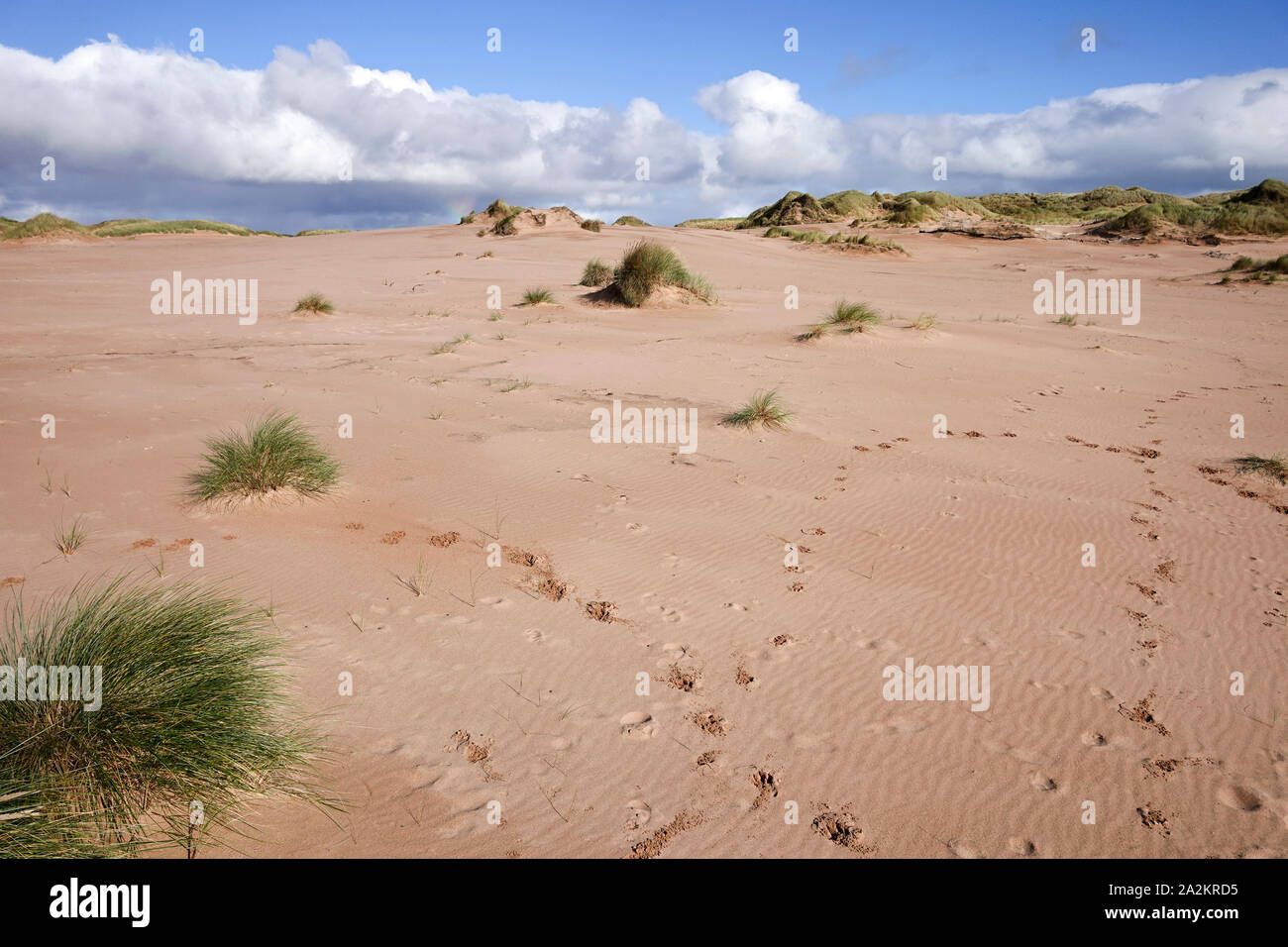 Dunes de sable à Balmeie Beach Aberdeen Banque D'Images