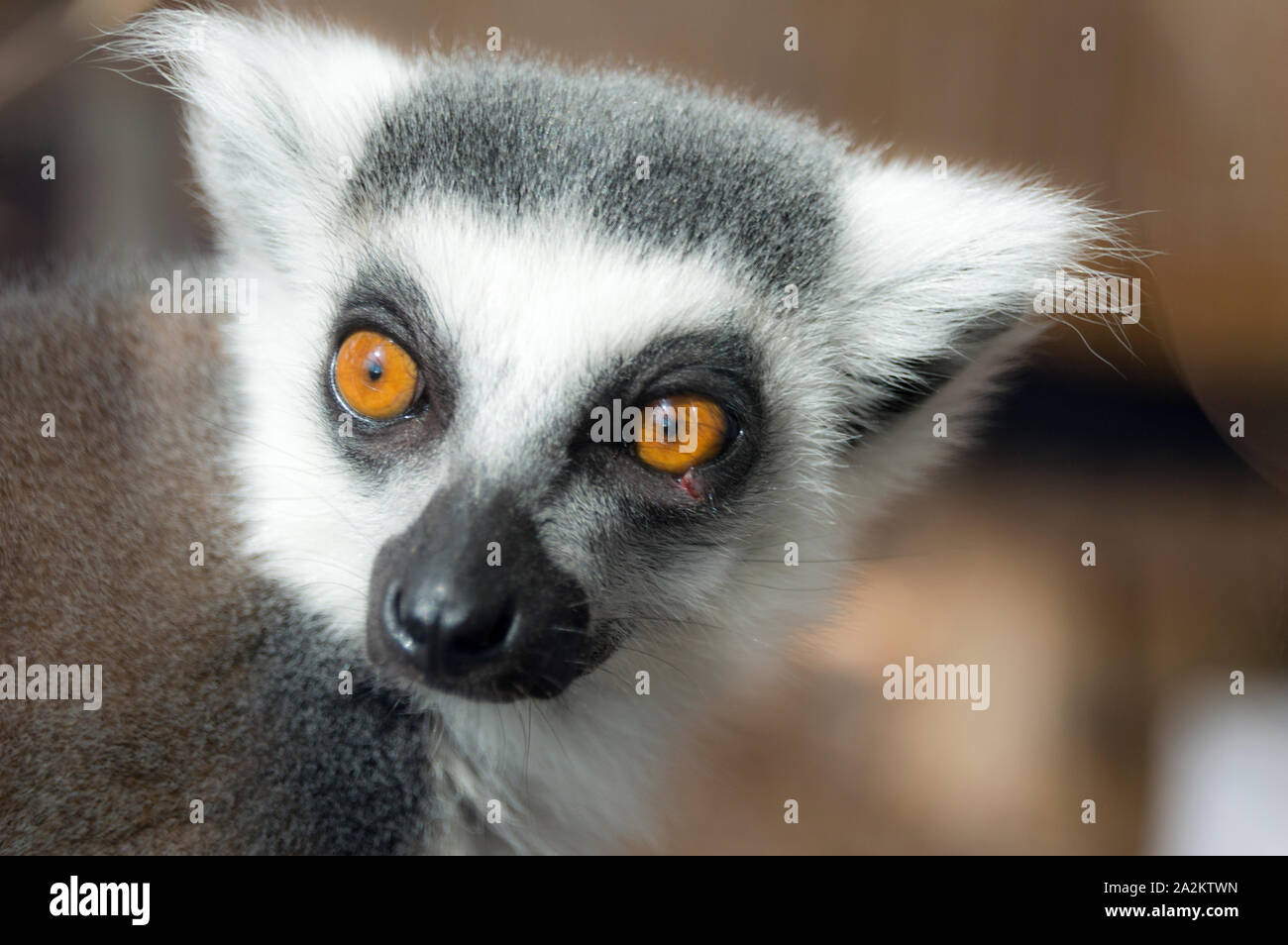 Untitled document (Lemur catta) Banque D'Images