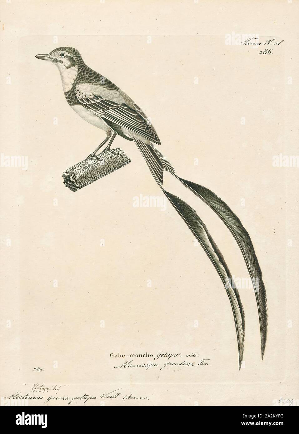 Alectrurus, guirayetapa Imprimer, Alectrurus est un genre d'oiseaux sud-américains dans le tyran huppé, 1700-1880 famille Tyrannidae. Banque D'Images