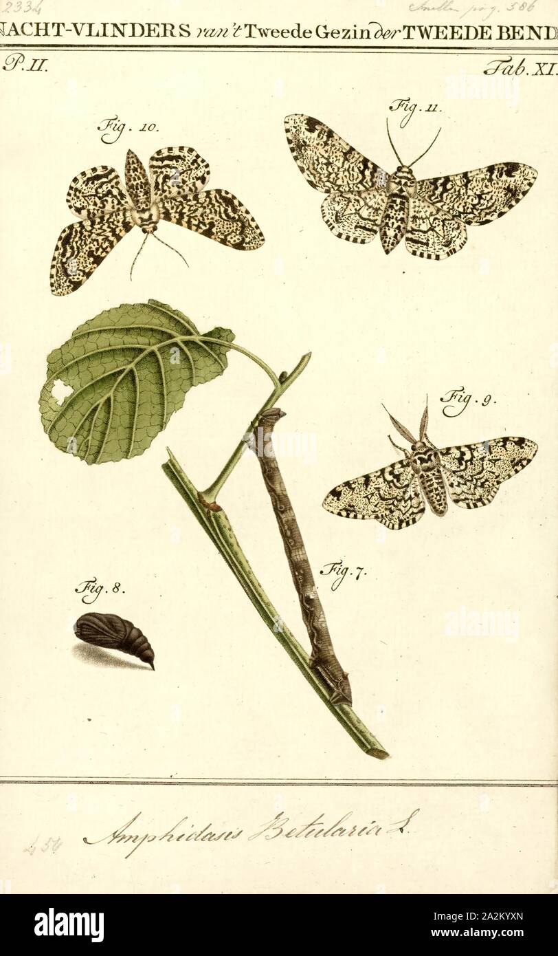 Amphidasis, Imprimer, Biston est un genre de grand, long-winged appartient à la famille des Notodontidae. Il est plus notable pour contenant le célèbre truffée d'amphibien. Le genre a été décrit pour la première fois par William Elford Leach en 1815 Banque D'Images