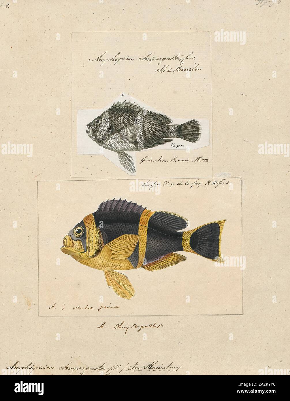 Amphiprion chrysogaster Amphiprion chrysogaster, Imprimer, le poisson clown, mauricien, est un poisson marin appartenant à la famille des Pomacentridae, le clownfishes et demoiselles. C'est endémique à l'île Maurice et la Réunion. Probablement, 1700-1880 Banque D'Images