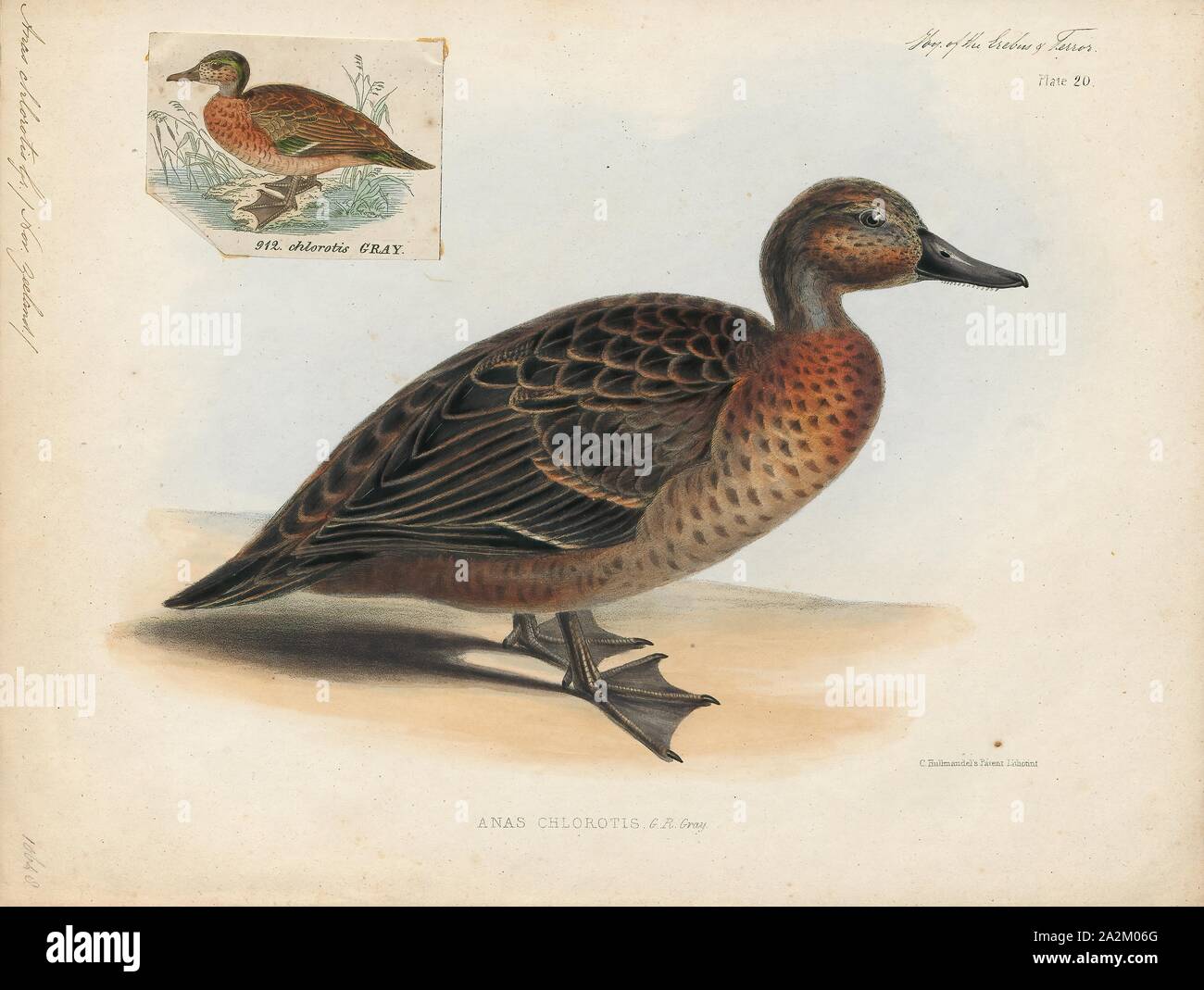 Anas chlorotis, Imprimer, la sarcelle brune (Anas chlorotis) est une espèce de canard de surface du genre Anas originaire de Nouvelle-Zélande. Le nom maori pour c'est pāteke. Pendant de nombreuses années, il avait été considéré comme appartenant à la voler et Auckland Campbell sarcelles à Anas aucklandica ; le nom "brown teal' a également été largement appliquée à l'ensemble de ce taxon. Commune dans les premières années de la colonisation européenne, le "brown duck" (comme elle l'a été souvent appelé) était fortement exploités comme source de nourriture. Ses effectifs ont diminué rapidement, surtout dans l'île du Sud, et en 1921 ils sont devenus pleinement protégés Banque D'Images