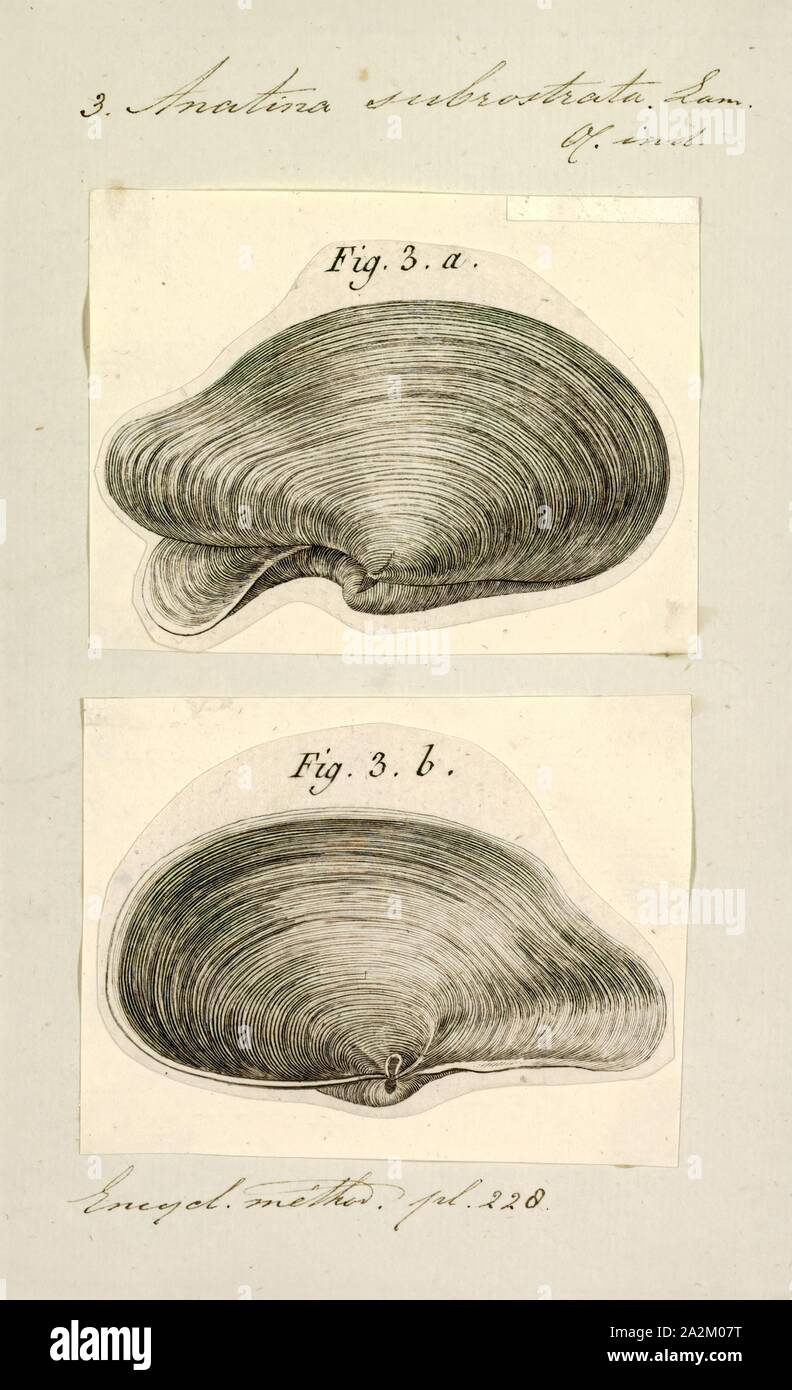 Anatina subrostrata, Imprimer, anatina est un genre de palourdes d'eau salée, les mollusques bivalves marins dans la famille Mactridae Banque D'Images