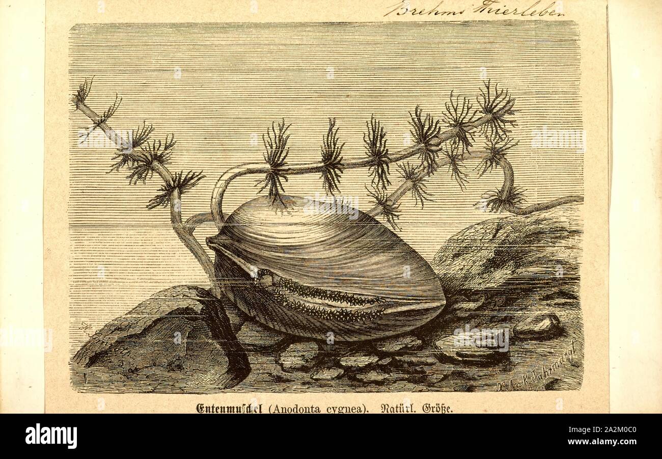 Anodonta cygnea, Imprimer, le Swan, moule Anodonta cygnea, est une espèce de moule d'eau douce, un mollusque bivalve aquatique de la famille des unionidés, les moules de la rivière Banque D'Images