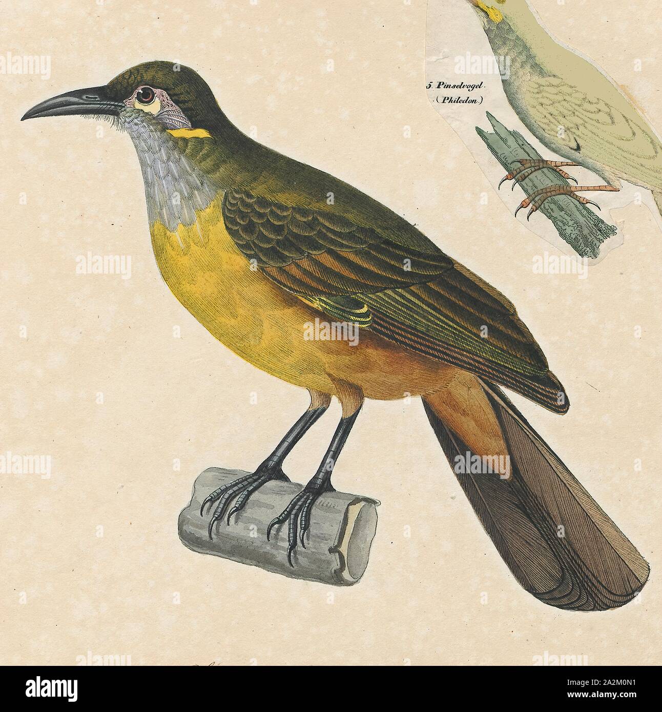 Anthochaera chrysotis, Imprimer, Anthochaera est un genre d'oiseaux de la famille méliphage. Les espèces sont indigènes de l'Australie et inclure le peu wattlebird wattlebird, le rouge, le western wattlebird wattlebird et le jaune. Des preuves récentes suggèrent le méliphage régent appartient à ce genre., 1825-1839 Banque D'Images