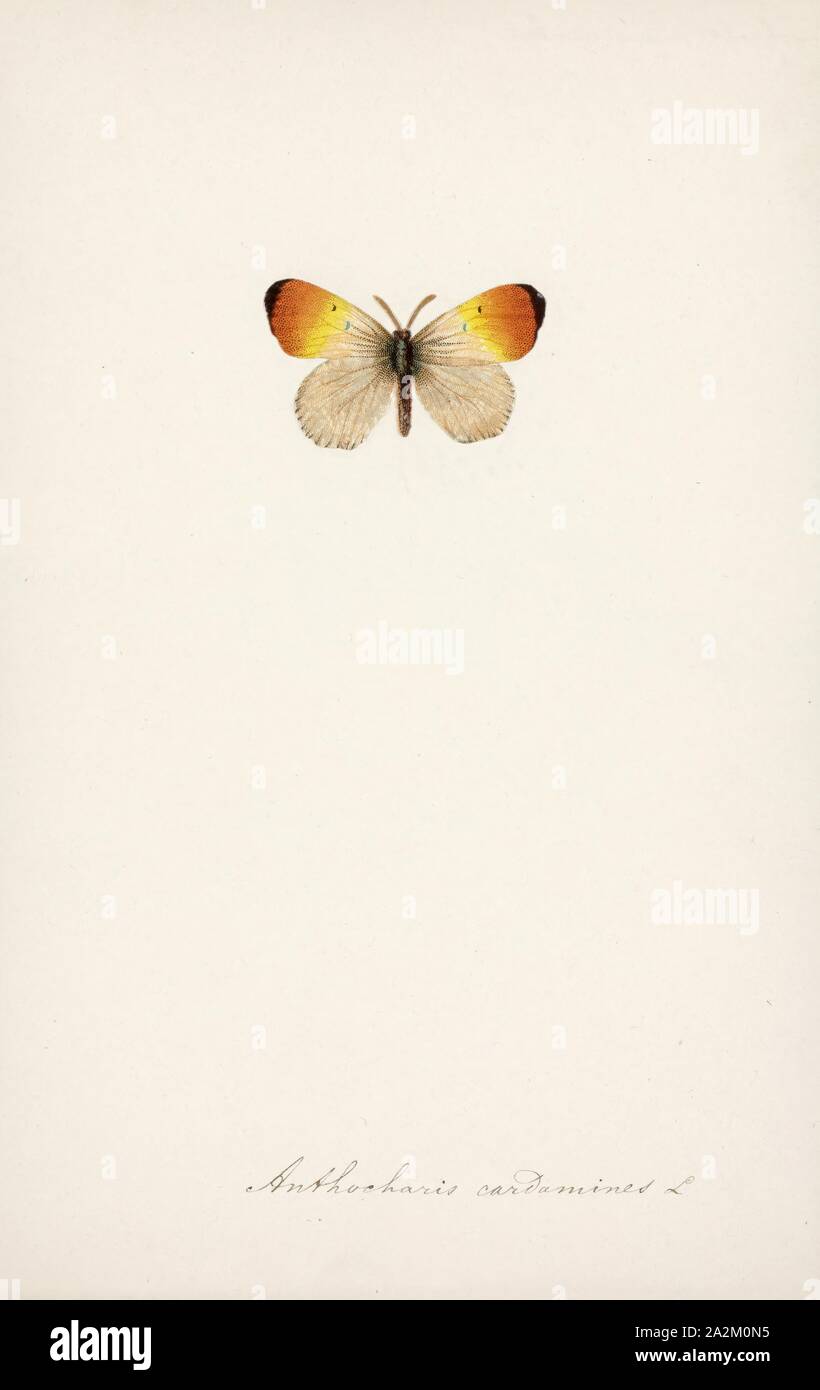 Anthocharis, Imprimer, Anthocharis holarctique est un genre de la tribu Anthocharini papillon de la famille des Pieridae. Il s'agit généralement de petits papillons de couleur blanche, qui ont des points colorés juste à l'intérieur de l'extrémité des ailes antérieures. La pointe de couleurs sont généralement une teinte rouge-orange, d'où le nom de 'orange'. Les larves de papillons consomment souvent ces plantes crucifères contenant des produits chimiques appelés glucosinolates. Ce genre est caractérisé par deux des cinq veines sous-costale bifurquant avant l'apex de la cellule, par la partie supérieure étant seulement radial peu united avec l', sous-costale et par le central Banque D'Images