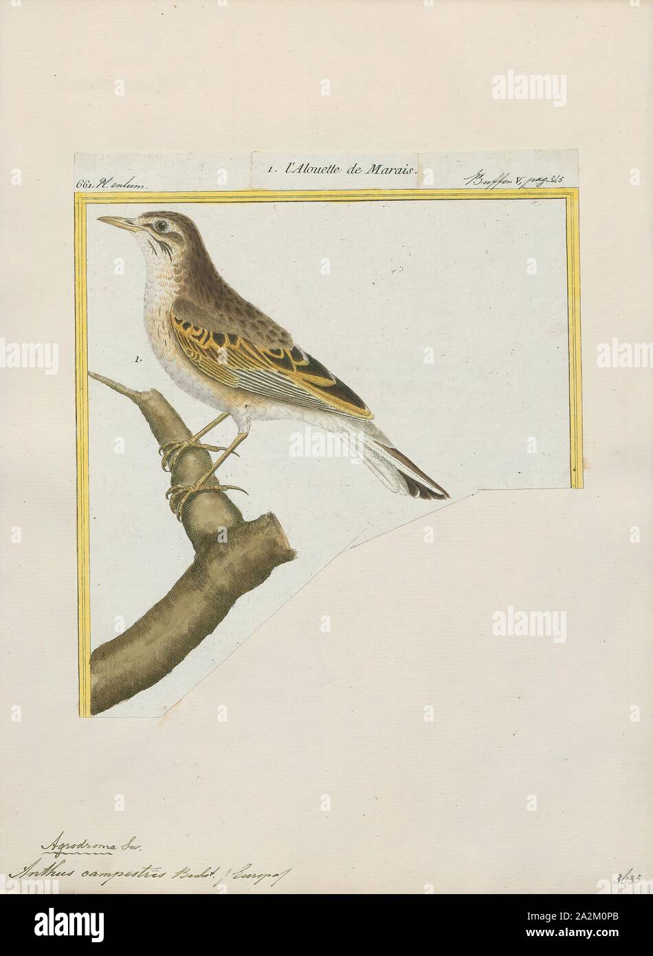 Anthus campestris, Imprimer, le tawny pipit spioncelle (Anthus campestris) est un grand oiseau qui se reproduit dans une grande partie de l'Europe tempérée et en Asie, et le nord-ouest de l'Afrique. C'est un déménagement migrants en hiver à l'Afrique tropicale et le sous-continent indien. Le nom scientifique est du Latin. Anthus est le nom d'un petit oiseau des prairies, et les moyens spécifiques campestris "des champs', 1700-1880. Banque D'Images