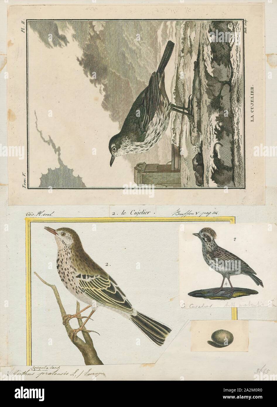 Anthus pratensis, Imprimer, le meadow pipit spioncelle (Anthus pratensis) est une espèce de passereau qui se reproduit dans une grande partie du nord-ouest de l'Eurasie, depuis le sud-est du Groenland et l'Islande à l'est jusqu'à l'Est de l'Oural en Russie, et jusqu'au centre de la France et la Roumanie ; il existe également une population isolée dans les montagnes du Caucase. Il est migrateur sur la plus grande partie de son aire de répartition, l'hivernage dans le sud de l'Europe, l'Afrique du Nord et du sud-ouest de l'Asie, mais est résident toute l'année en Europe de l'ouest. Cependant, même ici, de nombreux oiseaux se déplacent vers la côte ou les basses terres de l'hiver., 1700-1880 Banque D'Images