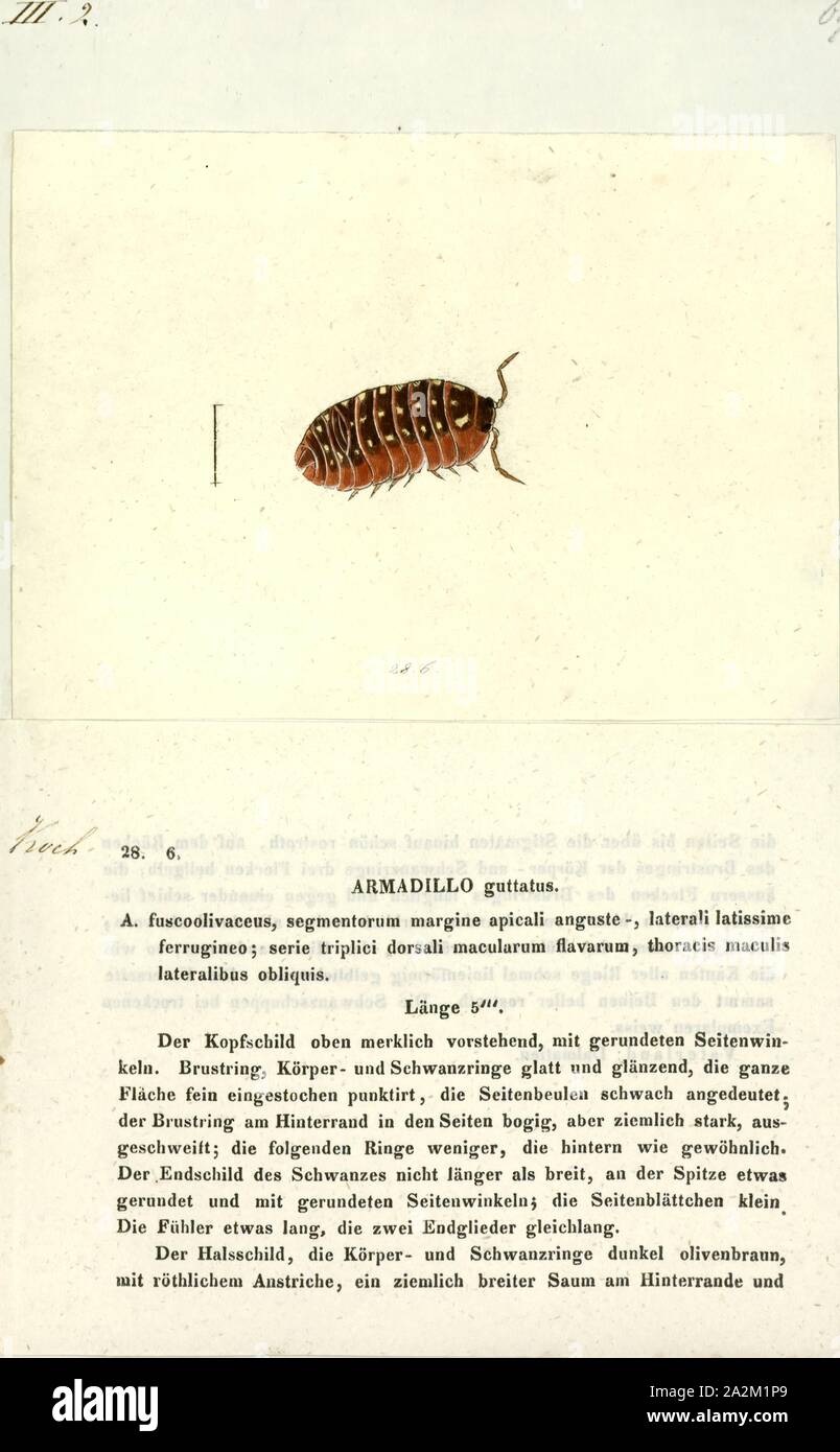 Armadillo guttatus, Imprimer, le tatou à neuf bandes squelette., tatou à trois bandes squelette exposé au Musée de l'ostéologie. Les tatous (de l'espagnol 'little one') sont blindés Nouveau Monde mammifères placentaires dans l'ordre Cingulata. Le Chlamyphoridae et Dasypodidae sont les seuls survivants de sa famille dans l'ordre, qui fait partie de l'superorder Xenarthra, avec les fourmiliers et paresseux. Neuf genres éteints et 21 espèces existantes d'armadillo ont été décrites, dont certaines se distinguent par le nombre de bandes sur leurs armures. Toutes les espèces sont indigènes à l'Amérique, d'où ils Banque D'Images