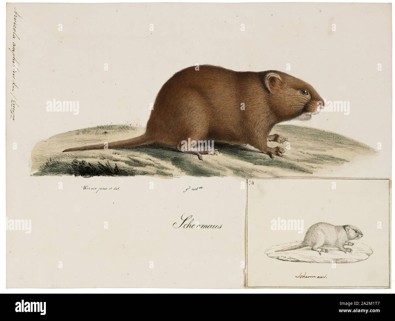 Arvicola amphibius, Imprimer, le campagnol de l'eau ou l'eau du nord (Arvicola amphibius campagnol, inclus dans la synonymie : A. terrestris), est un rongeur semi-aquatique. Il est généralement appelé le rat d'eau, si elle ne ressemble superficiellement à un vrai rat. Les campagnols ont des nez plus rond que les rats, un pelage brun profond, chubby et visages flous court les oreilles ; contrairement aux rats leur queue, les pattes et les oreilles sont couvertes de cheveux., 1700-1880 Banque D'Images