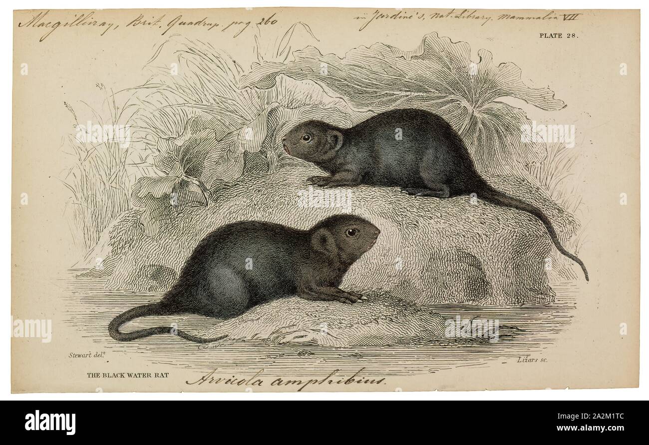 Arvicola amphibius, Imprimer, le campagnol de l'eau ou l'eau du nord (Arvicola amphibius campagnol, inclus dans la synonymie : A. terrestris), est un rongeur semi-aquatique. Il est généralement appelé le rat d'eau, si elle ne ressemble superficiellement à un vrai rat. Les campagnols ont des nez plus rond que les rats, un pelage brun profond, chubby et visages flous court les oreilles ; contrairement aux rats leur queue, les pattes et les oreilles sont couvertes de cheveux., 1700-1880 Banque D'Images