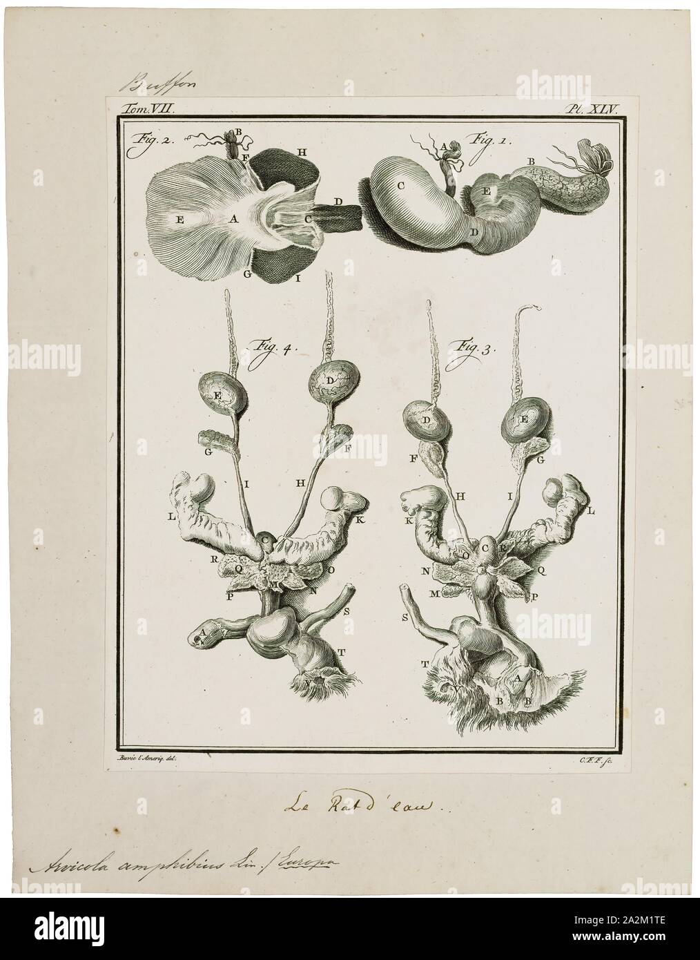 Arvicola amphibius, Imprimer, le campagnol de l'eau ou l'eau du nord (Arvicola amphibius campagnol, inclus dans la synonymie : A. terrestris), est un rongeur semi-aquatique. Il est généralement appelé le rat d'eau, si elle ne ressemble superficiellement à un vrai rat. Les campagnols ont des nez plus rond que les rats, un pelage brun profond, chubby et visages flous court les oreilles ; contrairement aux rats leur queue, les pattes et les oreilles sont couvertes de poils, les intestins. Banque D'Images