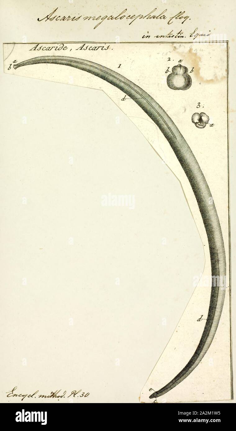 Les ascaris megalocephala, Print, Image montrant l'intérieur du cycle de vie et à l'extérieur du corps humain d'un décrit assez bien : helminthes Ascaris lumbricoides. Les ascaris est un genre de vers nématodes parasites connu sous le nom de "petits nématodes intestinaux Banque D'Images