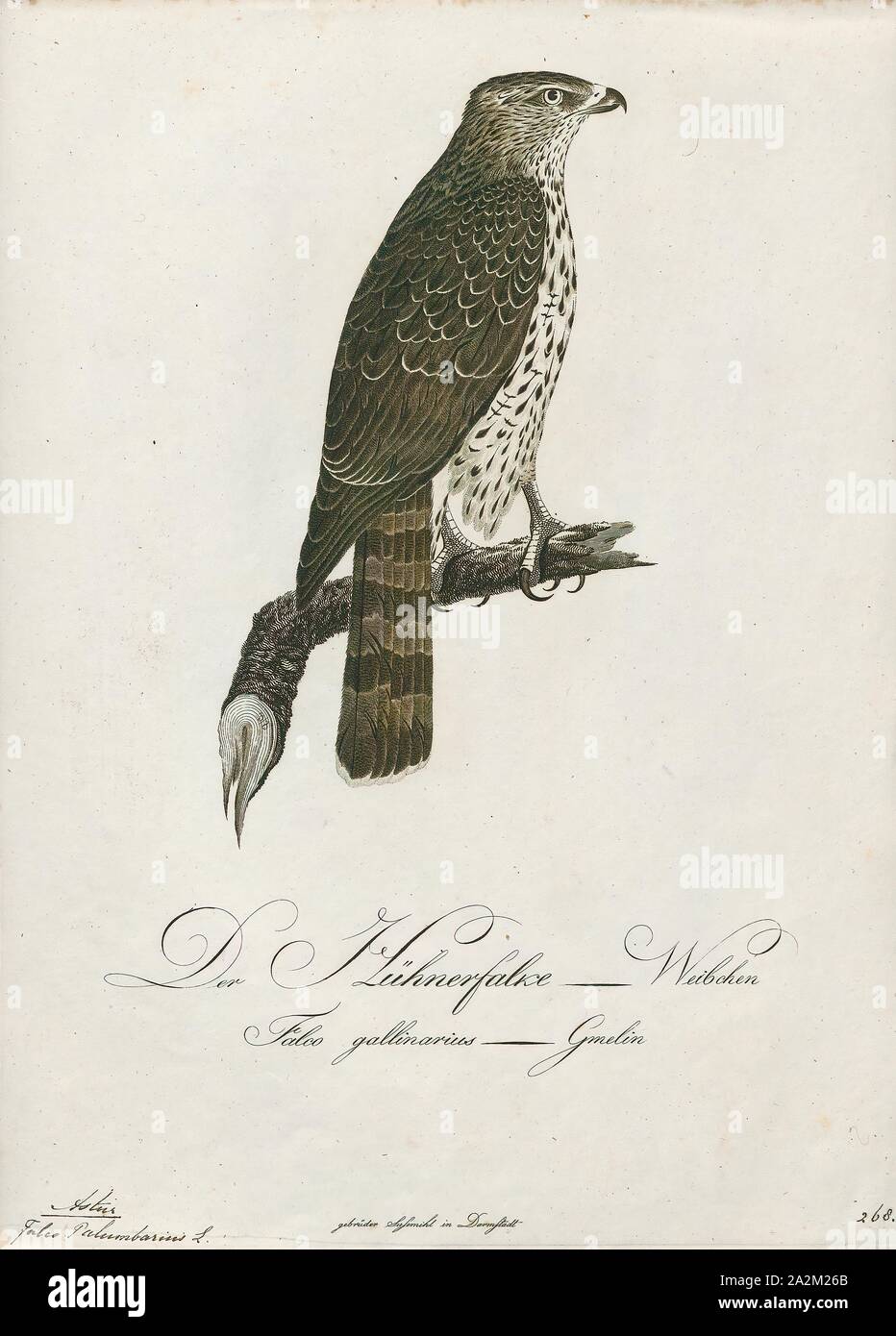Astur, palumbarius Imprimer, 1800-1812 Banque D'Images
