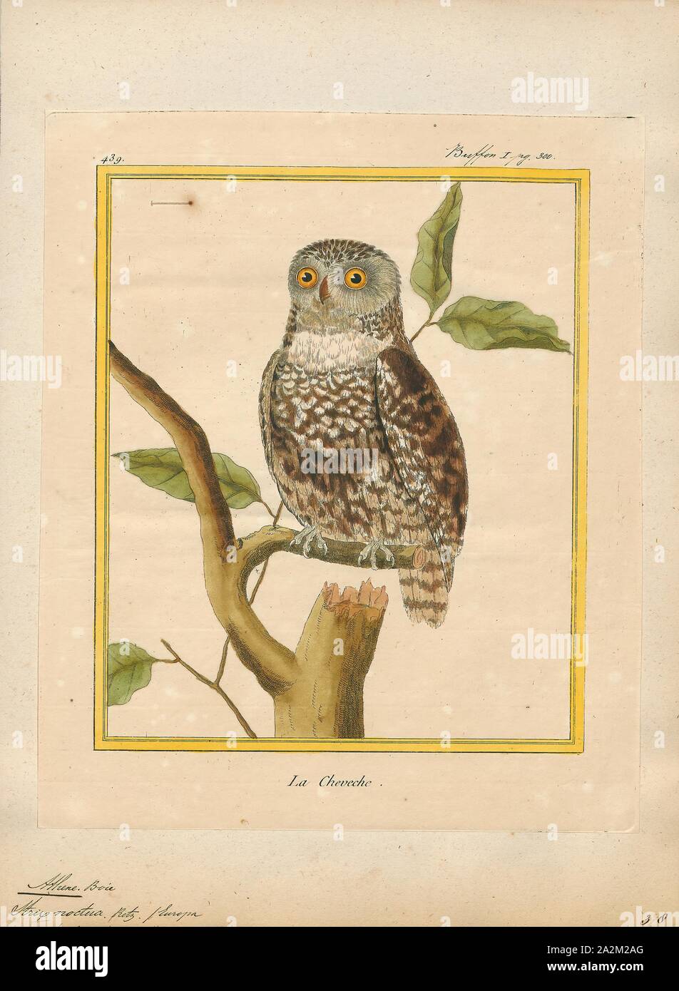 Athene noctua, Imprimer, la chouette chevêche (Athene noctua) est un oiseau qui vit dans une grande partie de l'Europe et les parties plus chaudes de l'Europe, l'Asie à l'est de la Corée, et l'Afrique du Nord. Il a été introduit en Grande-Bretagne à la fin du dix-neuvième siècle et dans l'île du sud de la Nouvelle-Zélande au début du xxe siècle, 1700-1880. Banque D'Images