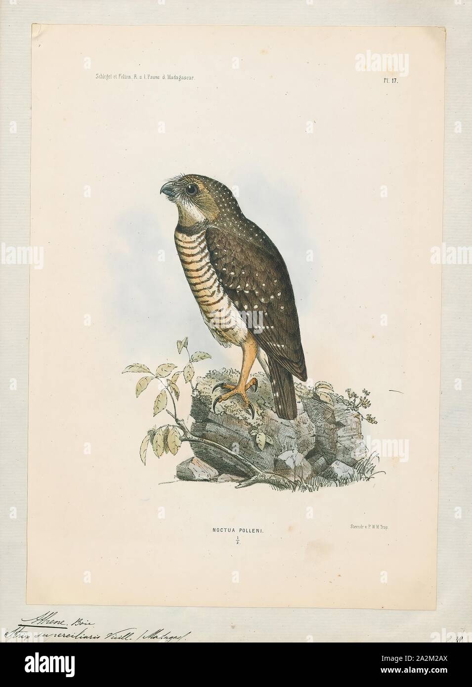 Athene superciliaris, Imprimer, le white-browed owl, également connu sous le nom de white-browed hawk-hibou ou le Madagascar hawk-terriers (Athene superciliaris) est une espèce de la famille des Strigidés. C'est endémique à Madagascar, 1868. Banque D'Images