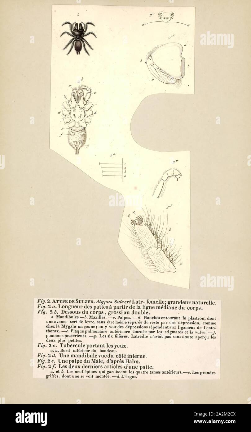 Atypus, Imprimer, Atypus, appelé aussi purseweb des araignées, est un genre de tarentules atypique d'abord décrite par Pierre André Latreille en 1804. Elle se produit en Eurasie, avec une espèce (A. affinis) atteindre en Afrique du Nord, et une espèce (A.) snetsingeri aux ETATS UNIS. Seulement trois des espèces de ce genre se rencontrent en Europe : A. piceus, A. affinis, et A. muralis Banque D'Images