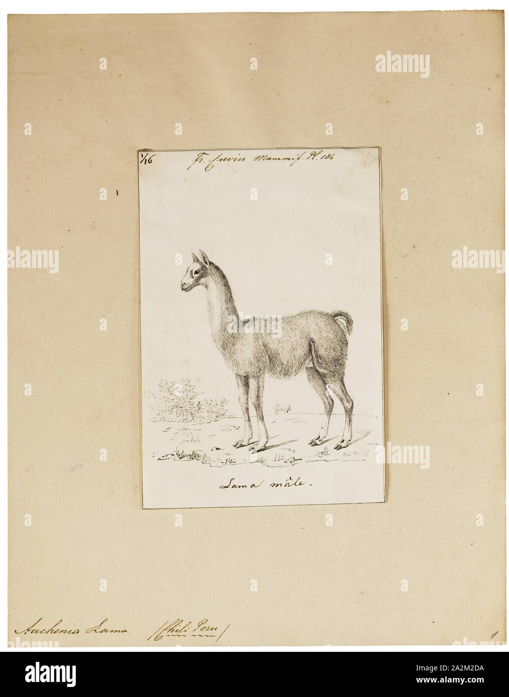 Lama Auchenia, Imprimer, 1700-1880 Banque D'Images