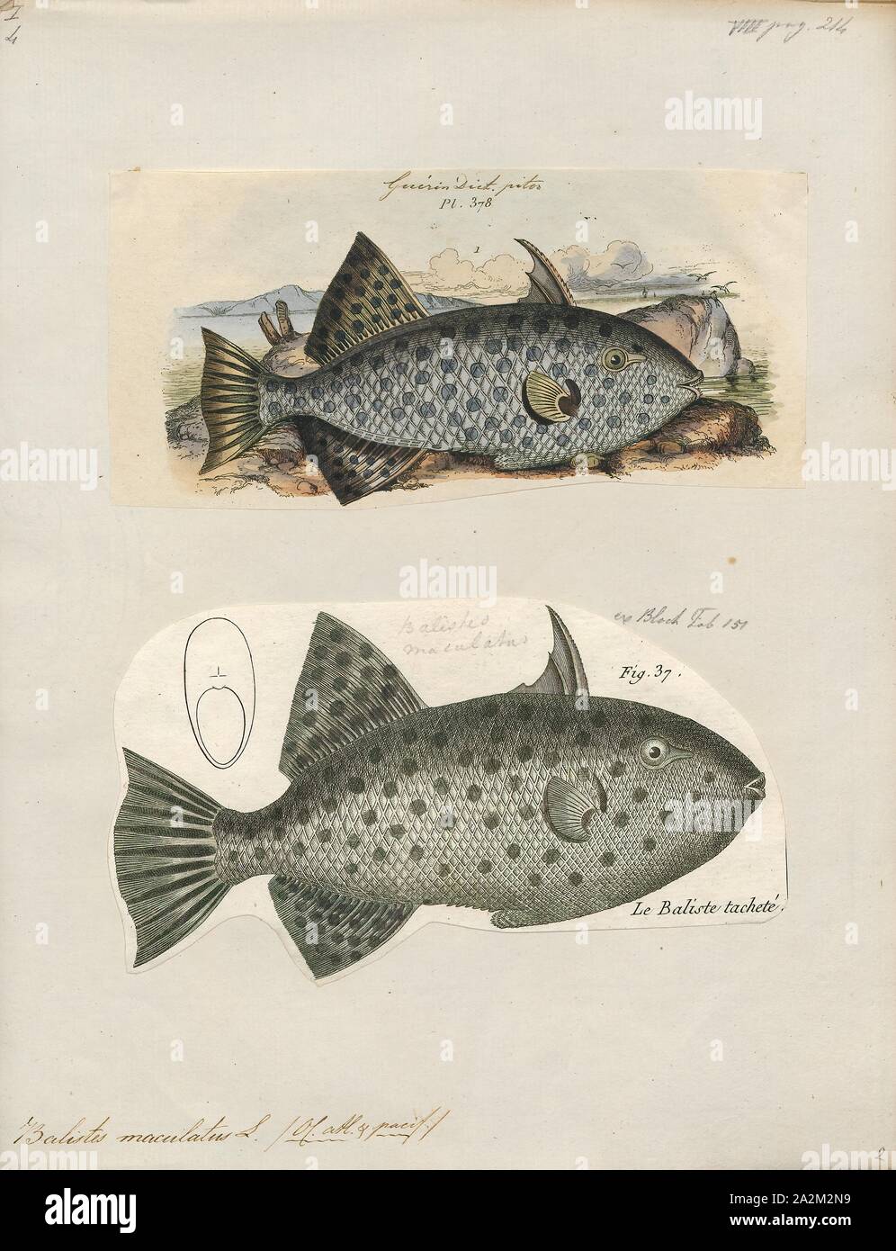 Balistes maculatus, Imprimer, 1700-1880 Banque D'Images