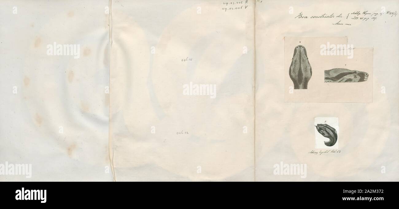 Boa constrictor, Imprimer, le boa constrictor (Boa constrictor), aussi appelé le boa à queue rouge ou le boa commun, est une espèce de grand, non venimeux, le corps trapu serpent qui est fréquemment conservés et élevés en captivité. Le boa constrictor est un membre de la famille des Boïdés, trouvés dans les régions tropicales d'Amérique du Nord, Amérique Centrale et Amérique du Sud, ainsi que quelques îles dans les Caraïbes. Une agrafe de collections privées et d'écrans, sa couleur est très variable mais distinctif. Neuf sous-espèces actuellement reconnues, bien que certaines de ces derniers sont controversées. Cet article se concentre sur l'espèce Boa Banque D'Images