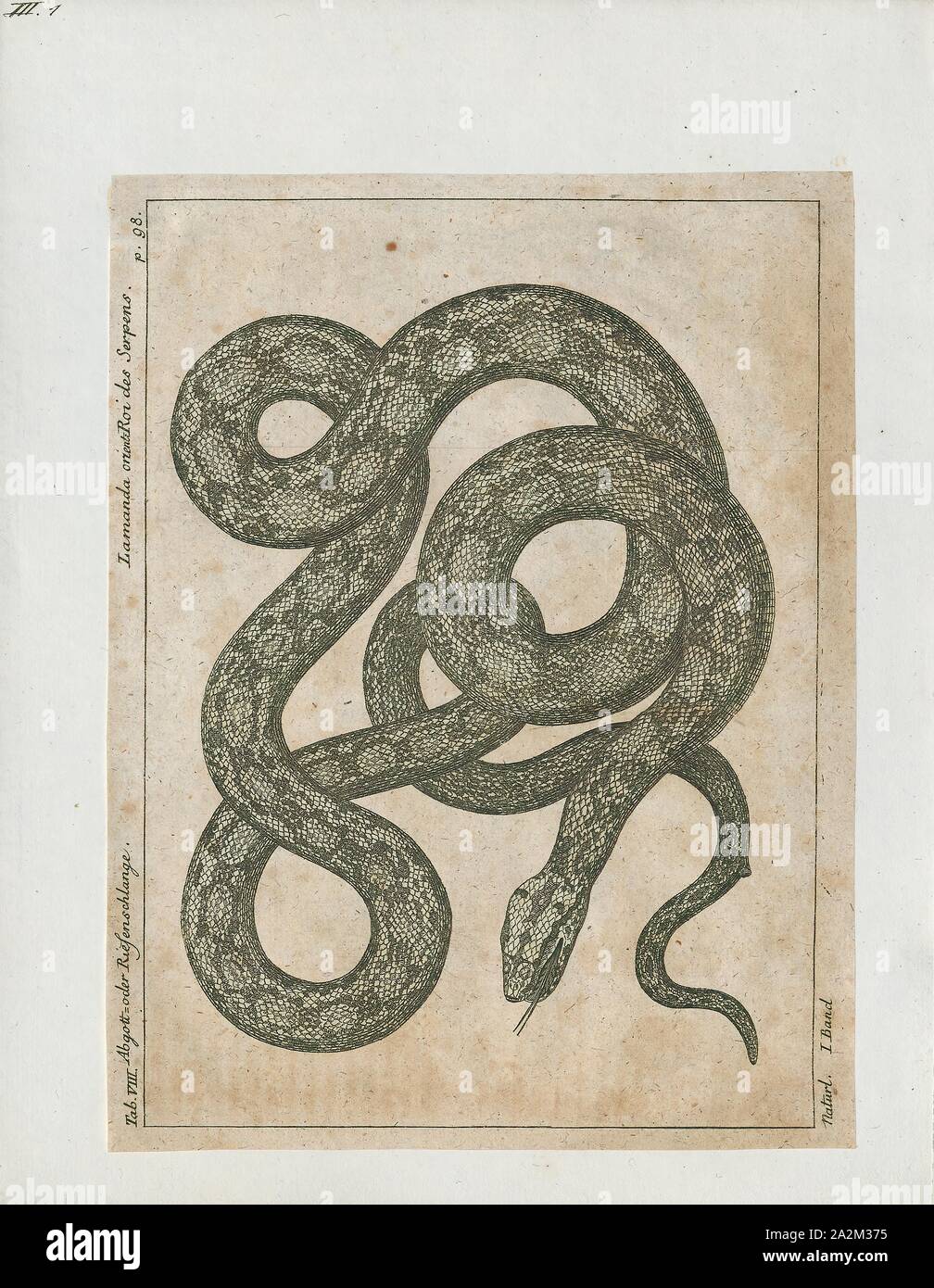 Boa constrictor, Imprimer, le boa constrictor (Boa constrictor), aussi appelé le boa à queue rouge ou le boa commun, est une espèce de grand, non venimeux, le corps trapu serpent qui est fréquemment conservés et élevés en captivité. Le boa constrictor est un membre de la famille des Boïdés, trouvés dans les régions tropicales d'Amérique du Nord, Amérique Centrale et Amérique du Sud, ainsi que quelques îles dans les Caraïbes. Une agrafe de collections privées et d'écrans, sa couleur est très variable mais distinctif. Neuf sous-espèces actuellement reconnues, bien que certaines de ces derniers sont controversées. Cet article se concentre sur l'espèce Boa Banque D'Images