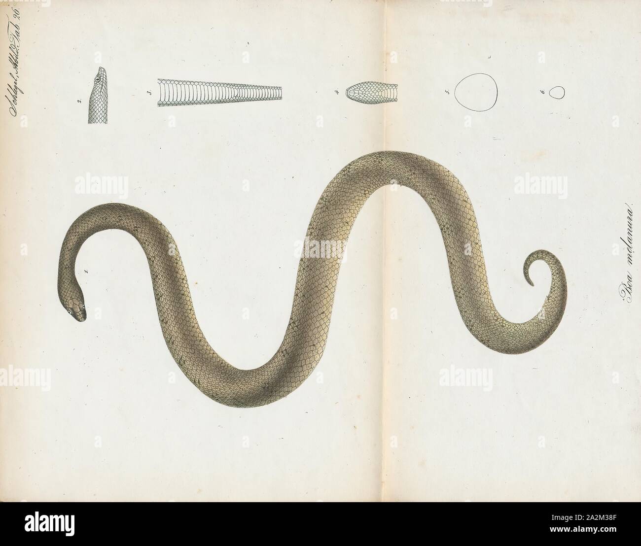 Boa melanura, Imprimer, Tropidophis melanurus, communément appelé boa nain sombre, Bois serpent, cubain ou cubaine boa nain géant, est un boa nain non venimeux que l'on trouve principalement à Cuba. En ce moment, il existe trois sous-espèces reconnues, y compris la forme typique décrite ici., 1700-1880 Banque D'Images
