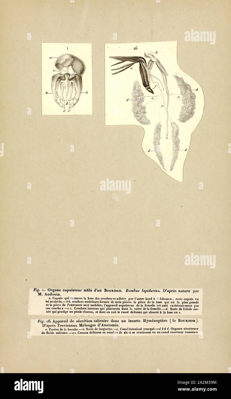 Bombus, Print, un bourdon (ou bourdon, bourdon, ou humble-abeille) est de plus de 250 espèces du genre Bombus, partie d'Apidae, l'une des familles d'abeilles. Ce genre est le seul groupe dans la tribu Bombini, bien que quelques genres éteints (p. ex., Calyptapis) sont connues à partir de fossiles. On les trouve principalement dans des altitudes ou latitudes dans l'hémisphère Nord, mais on la trouve aussi en Amérique du Sud où quelques espèces tropicales de plaine ont été identifiés. Les bourdons européens ont également été introduits en Nouvelle-Zélande et en Tasmanie. Les bourdons femelles peuvent piquer à plusieurs reprises Banque D'Images