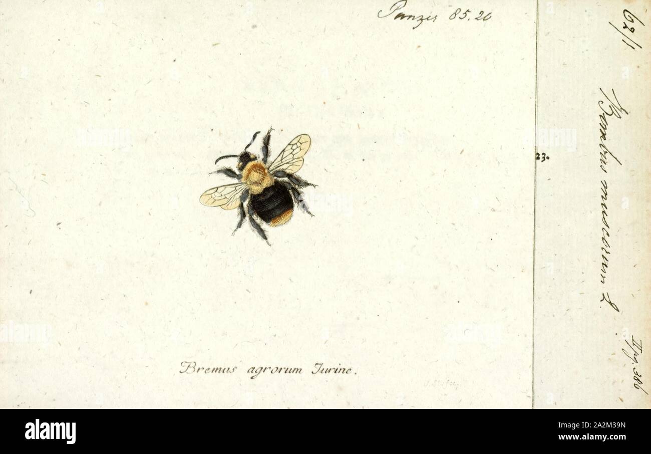 Bombus, Print, un bourdon (ou bourdon, bourdon, ou humble-abeille) est de plus de 250 espèces du genre Bombus, partie d'Apidae, l'une des familles d'abeilles. Ce genre est le seul groupe dans la tribu Bombini, bien que quelques genres éteints (p. ex., Calyptapis) sont connues à partir de fossiles. On les trouve principalement dans des altitudes ou latitudes dans l'hémisphère Nord, mais on la trouve aussi en Amérique du Sud où quelques espèces tropicales de plaine ont été identifiés. Les bourdons européens ont également été introduits en Nouvelle-Zélande et en Tasmanie. Les bourdons femelles peuvent piquer à plusieurs reprises Banque D'Images