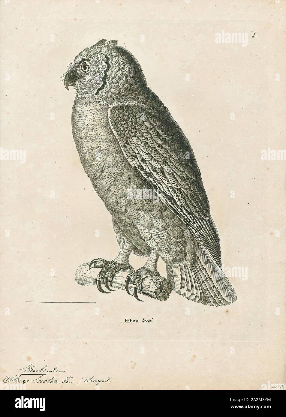 Bubo lacteus, impression de verreaux,-hibou, également bien connue sous le nom de voie lactée eagle owl ou Giant Eagle owl (Bubo lacteus), est un membre de la famille des Strigidae. Cette espèce est très répandue en Afrique subsaharienne. Un membre du genre Bubo, c'est la plus grande des Africains, de mesure jusqu'à 66 cm (26 po) de longueur totale. Cet aigle-owl est un résident principalement de sèche, savanes boisées. Owl-de verreaux est principalement de couleur grise et est à la fois distinguée des autres grands hiboux par ses paupières rose vif, une caractéristique qu'elle partage avec aucune autre des espèces dans le monde., 1700-1880 Banque D'Images