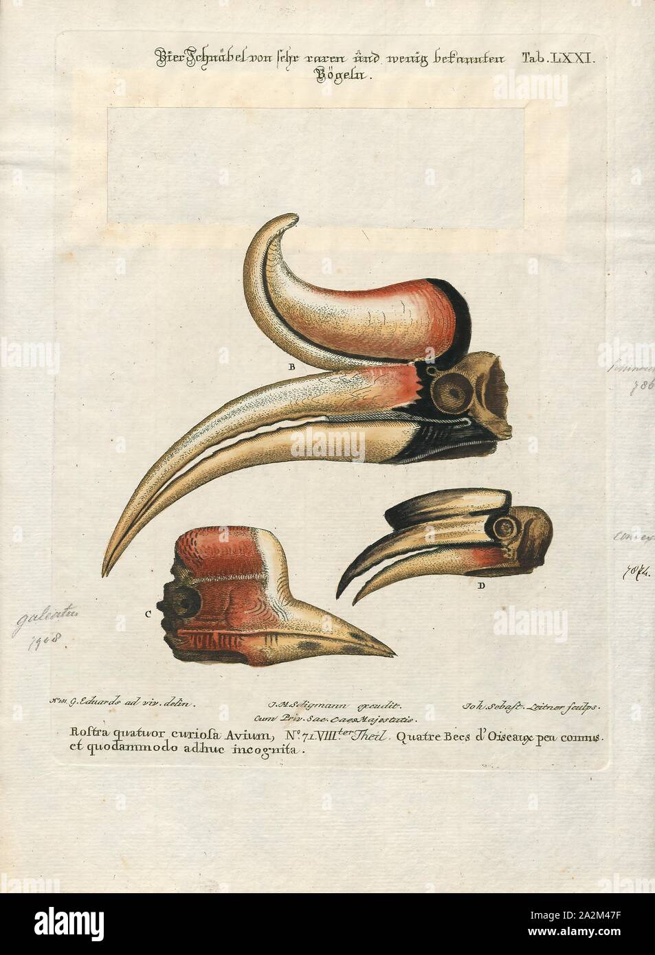 Buceros rhinoceros, Imprimer, le calao rhinocéros (Buceros rhinoceros) est une espèce de forêt calao (Bucerotidae). En captivité, il peut vivre jusqu'à 35 ans. Il est constaté dans les plaines et de montagne, les climats tropicaux et subtropicaux et dans les forêts pluviales de montagne jusqu'à 1 400 mètres, à Bornéo, Sumatra, Java, la péninsule malaise, de Singapour, et le sud de la Thaïlande, bec. Banque D'Images