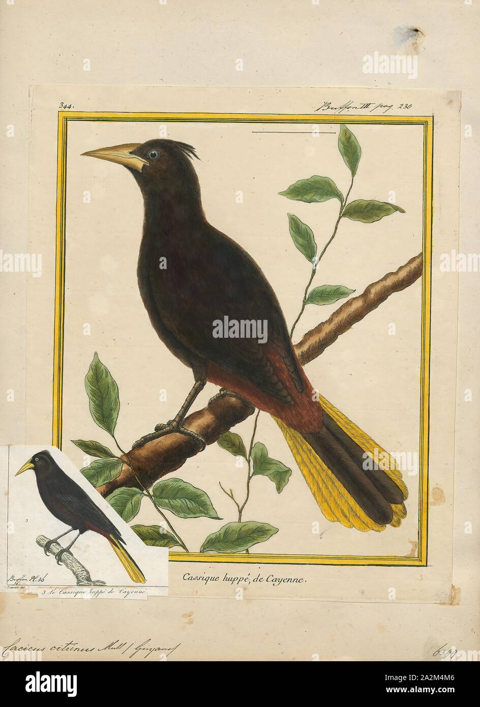 Cacicus citrinus, Imprimer, Cacique (oiseau), les caciques sont des passereaux dans le nouveau monde de la famille qui résident blackbird éleveurs en Amérique du sud au nord jusqu'au Mexique. L'ensemble du groupe sont à l'heure actuelle dans le genre Cacicus, sauf le bec jaune aberrants (Amblycercus holosericeus cacique), et le cacique mexicain (Cassiculus melanicterus) qui constituent des genres monotypiques respectifs. À en juger par l'ADN mitochondrial cytochrome b et de la sous-unité de la NADH déshydrogénase (séquence 2 : &AMP ; Lanyon 2002), le Pigeon à queue oropendolas aberrante oropendola (Ocyalus latirostris) et Banque D'Images