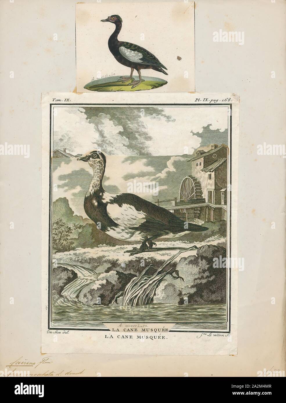 Cairina moschata, Imprimer, le canard de Barbarie (Cairina moschata) est un grand duck originaire du Mexique, Amérique Centrale et Amérique du Sud. Les petites populations sauvages et sauvages se sont établies aux États-Unis, notamment en Floride, en Louisiane, au Massachusetts, et la basse vallée du Rio Grande du Texas ainsi que dans de nombreuses autres régions de l'Amérique du Nord, y compris le sud du Canada. Les canards de Barbarie sauvages sont trouvés en Nouvelle-Zélande, en Australie, et dans certaines parties de l'Europe, 1700-1880. Banque D'Images