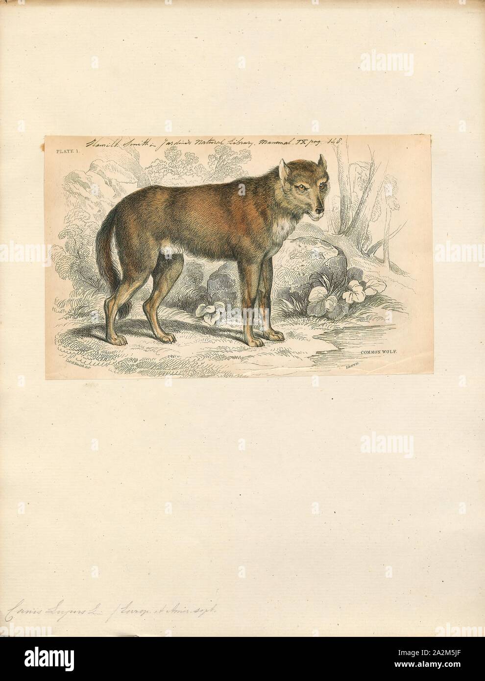Canis lupus, d'impression, le loup (Canis lupus), également connu sous le nom de loups gris/gris, est un chien originaire des régions sauvages et éloignées de l'Eurasie et l'Amérique du Nord. C'est le plus grand membre de sa famille qui, avec des mâles en moyenne de 43 à 45 kg (95 à 99 lb) et les femmes 36-38,5 kg (79 à 85 lb). Il se distingue des autres Canis espèce par sa taille plus grande et moins pointu dispose, en particulier sur les oreilles et le museau. Sa fourrure d'hiver est longue et touffue et surtout un aspect marbré de couleur grise, bien que presque entièrement blanc, rouge et brun foncé à noir également se produire. Espèces de mammifères marins du monde (3e éd., 2005), un Banque D'Images