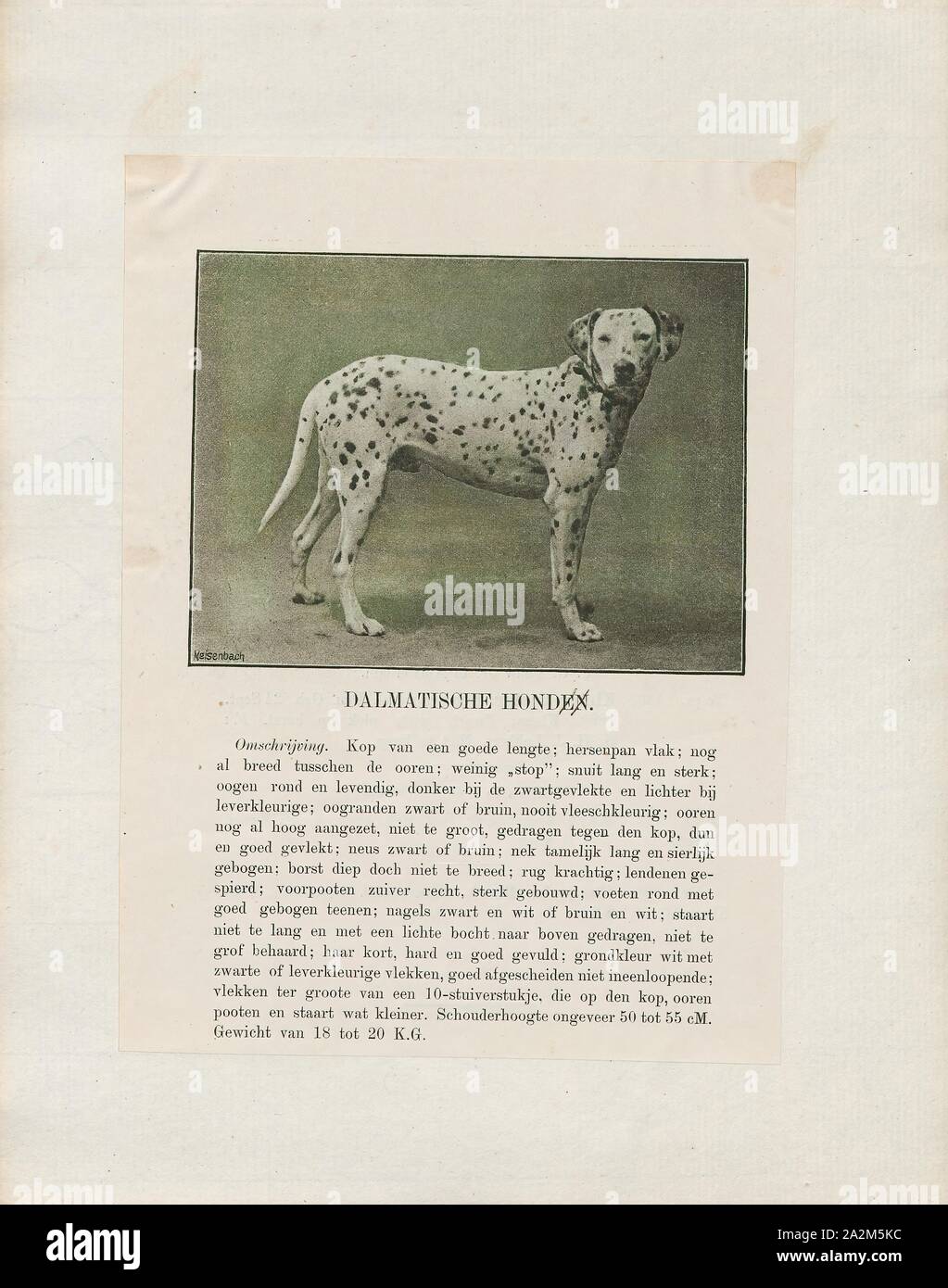 Canis lupus familiaris, Imprimer, le chien domestique (Canis lupus familiaris lorsque considéré comme une sous-espèce du loup ou Canis familiaris lorsque considéré comme une espèce distincte) est un membre du genre Canis (chien), qui fait partie de l'loup-comme les canidés, et est le plus largement abondants carnivore terrestre. Le chien et le loup gris existantes sont des taxons modernes comme les loups ne sont pas étroitement liés aux loups qui ont d'abord été domestiqué, ce qui implique que l'ancêtre direct du chien est disparu. Le chien est la première espèce à être domestiqué et a été produites au cours des millénaires Banque D'Images