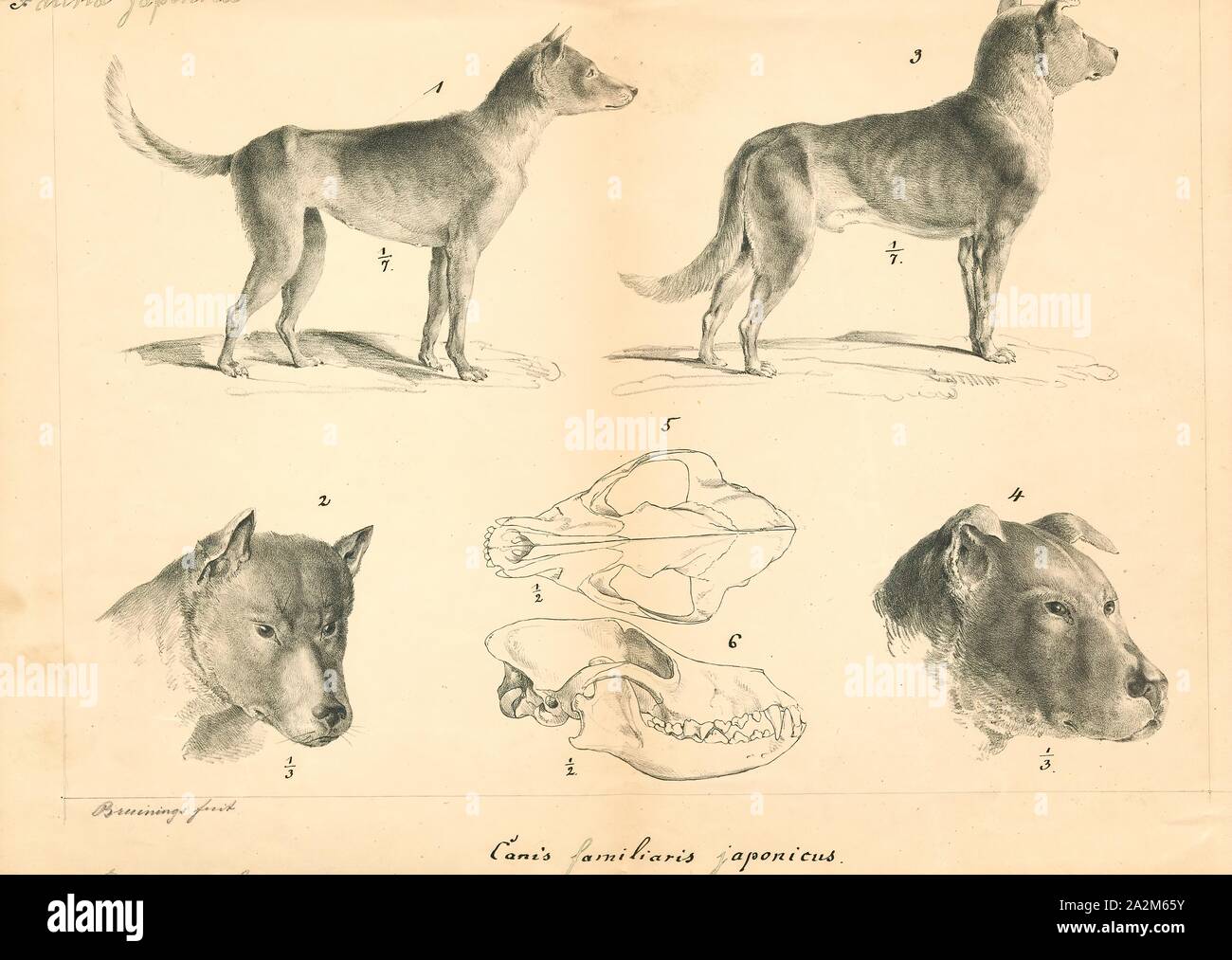 Canis Familiaris Skull Photos Canis Familiaris Skull