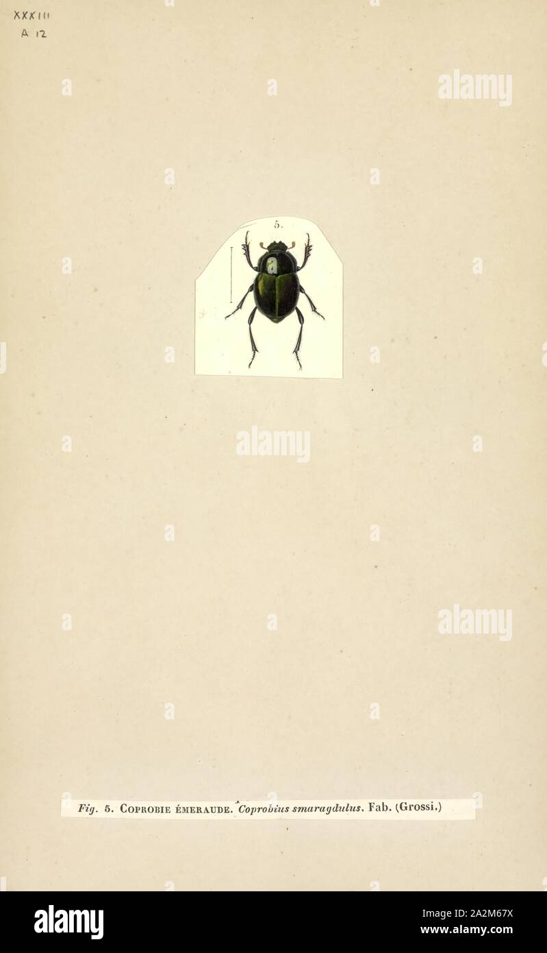 Canthon, Imprimer Canthon, les tumblebugs, est un genre de Scarabaeidae ou scarabées de la famille des Scarabaeoidea Banque D'Images