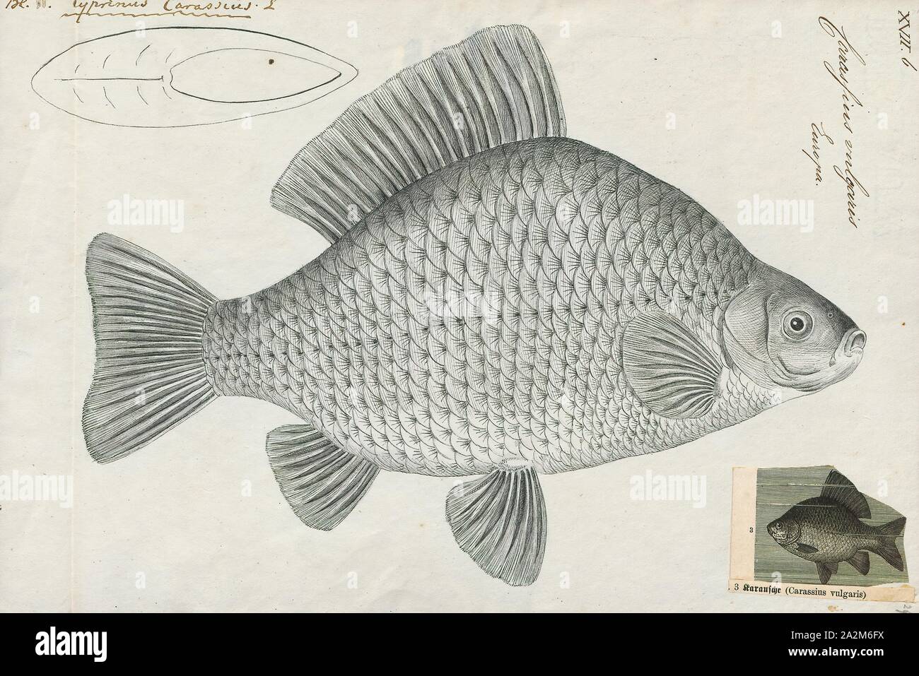 Carassius vulgaris, Imprimer, Carassius est un genre de la famille des poissons à nageoires Cyprinidae. La plupart des espèces de ce genre sont communément connus comme le carassin carpes, même si ce terme est souvent précisément référence à C. carassius. Le plus connu est le poisson rouge (C. auratus). Ils ont une répartition eurasienne, apparemment originaires plus à l'ouest que les carpes (Cyprinus), qui comprennent la carpe commune (C. carpio), 1774-1804. Banque D'Images
