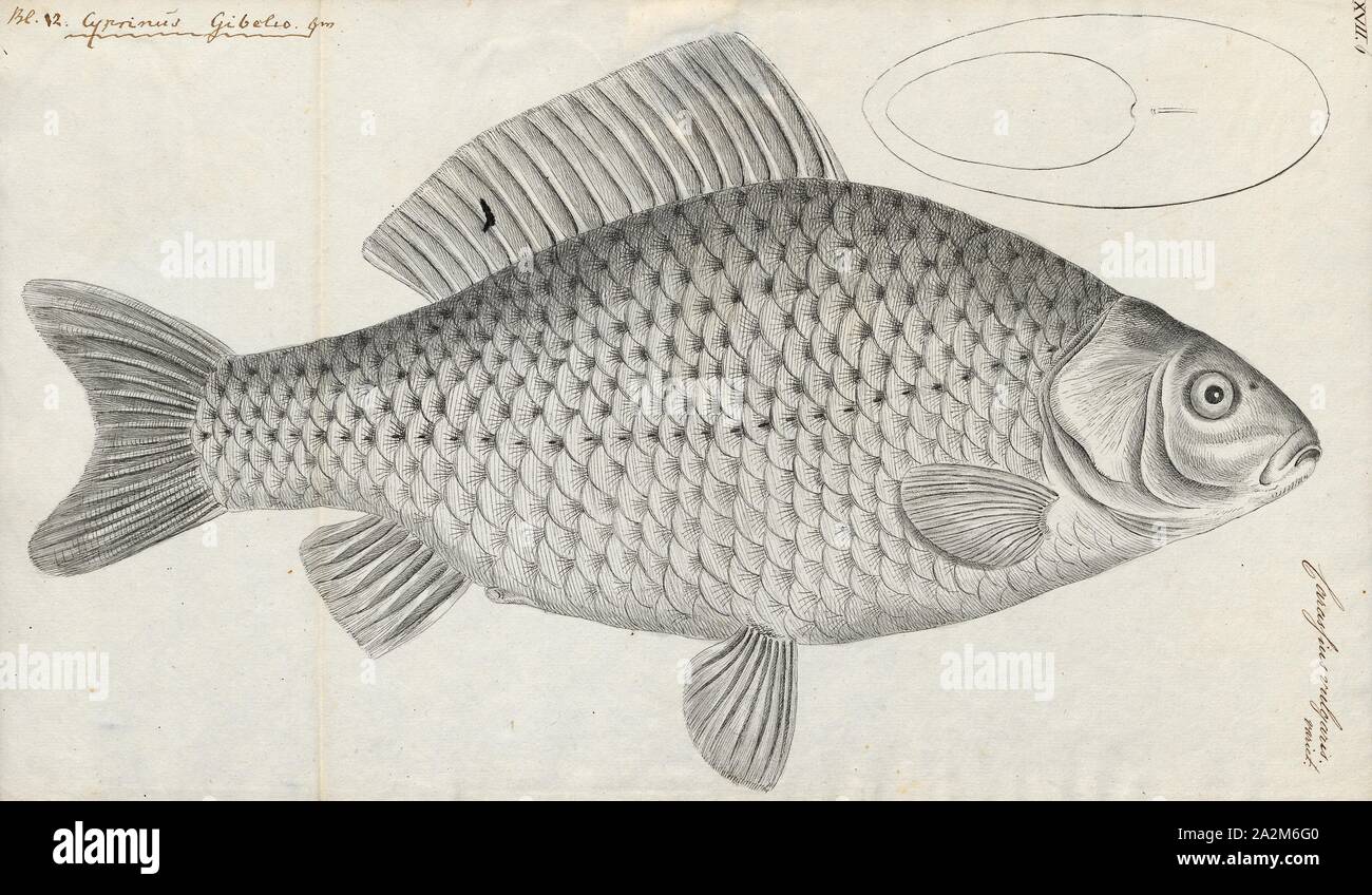 Carassius vulgaris var. gibelio, Imprimer, Carassius est un genre de la famille des poissons à nageoires Cyprinidae. La plupart des espèces de ce genre sont communément connus comme le carassin carpes, même si ce terme est souvent précisément référence à C. carassius. Le plus connu est le poisson rouge (C. auratus). Ils ont une répartition eurasienne, apparemment originaires plus à l'ouest que les carpes (Cyprinus), qui comprennent la carpe commune (C. carpio), 1774-1804. Banque D'Images