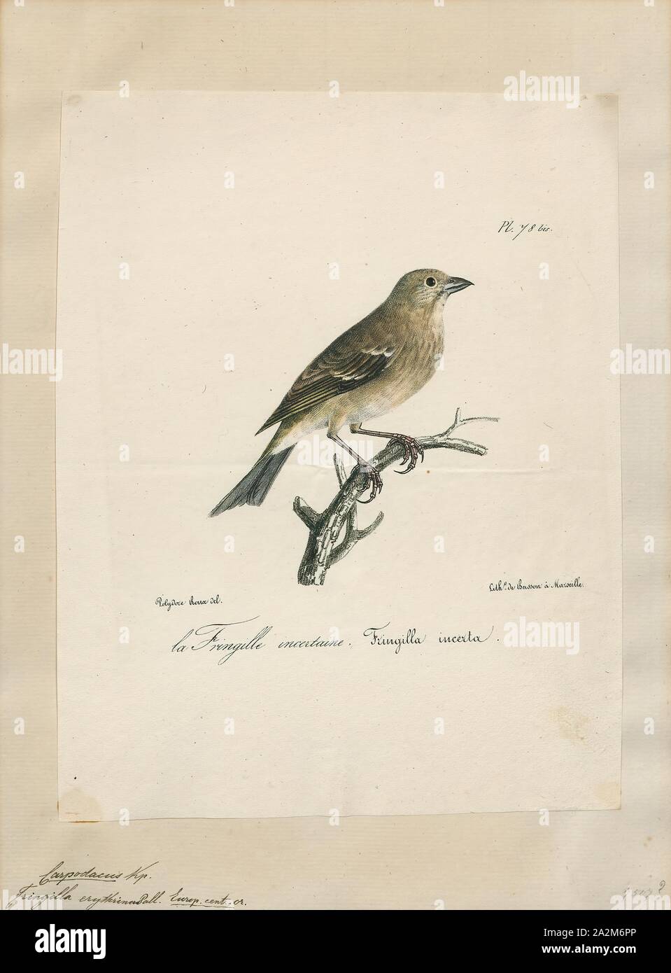 Carpodacus erythrinus, Imprimer, la common rosefinch (Carpodacus erythrinus) ou scarlet rosefinch est la plus répandue et commune rosefinch de l'Asie et l'Europe, 1825-1830. Banque D'Images